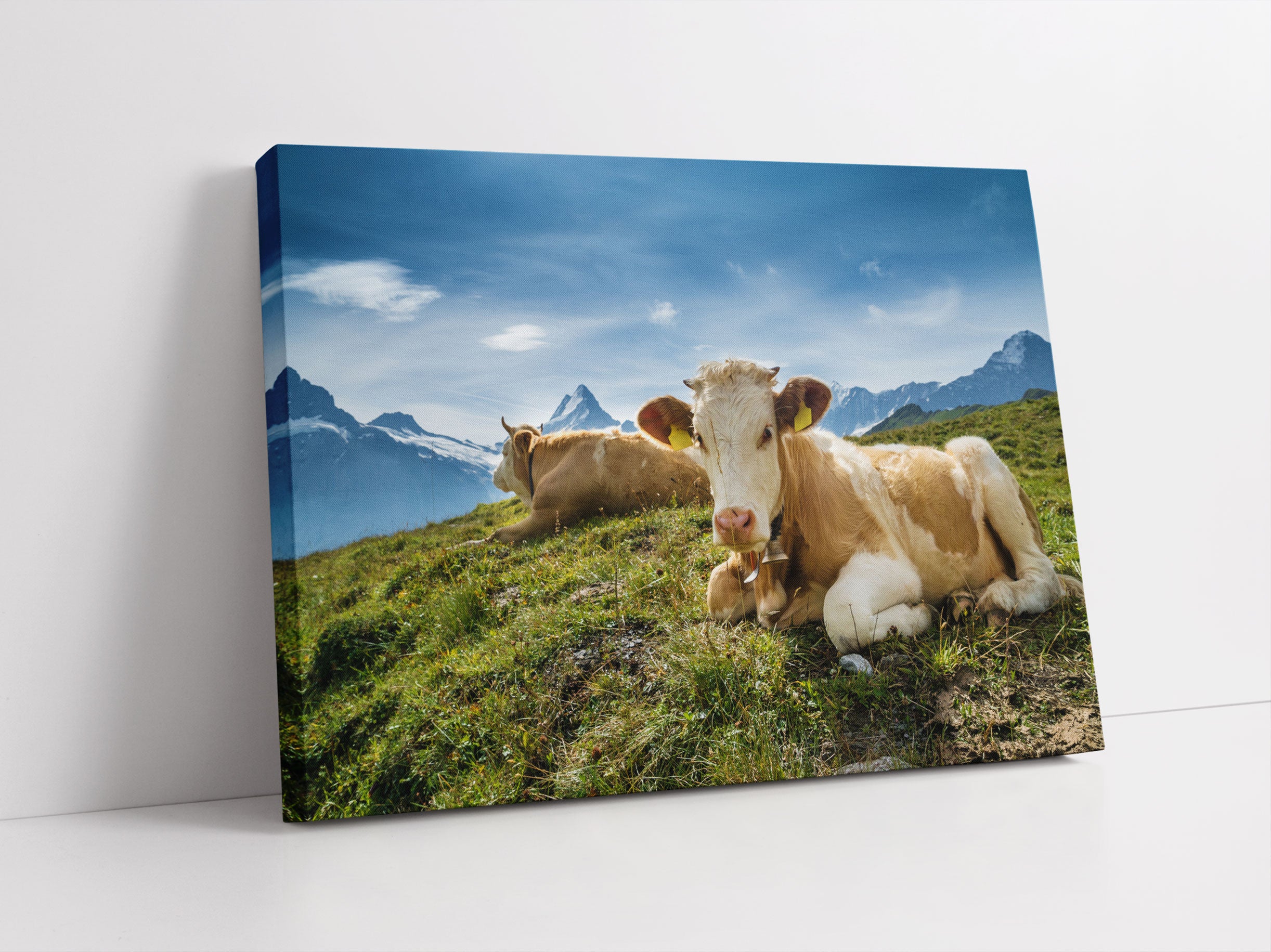 Simmentaler Kühe vor Schweizer Alpen Leinwandbild Studio