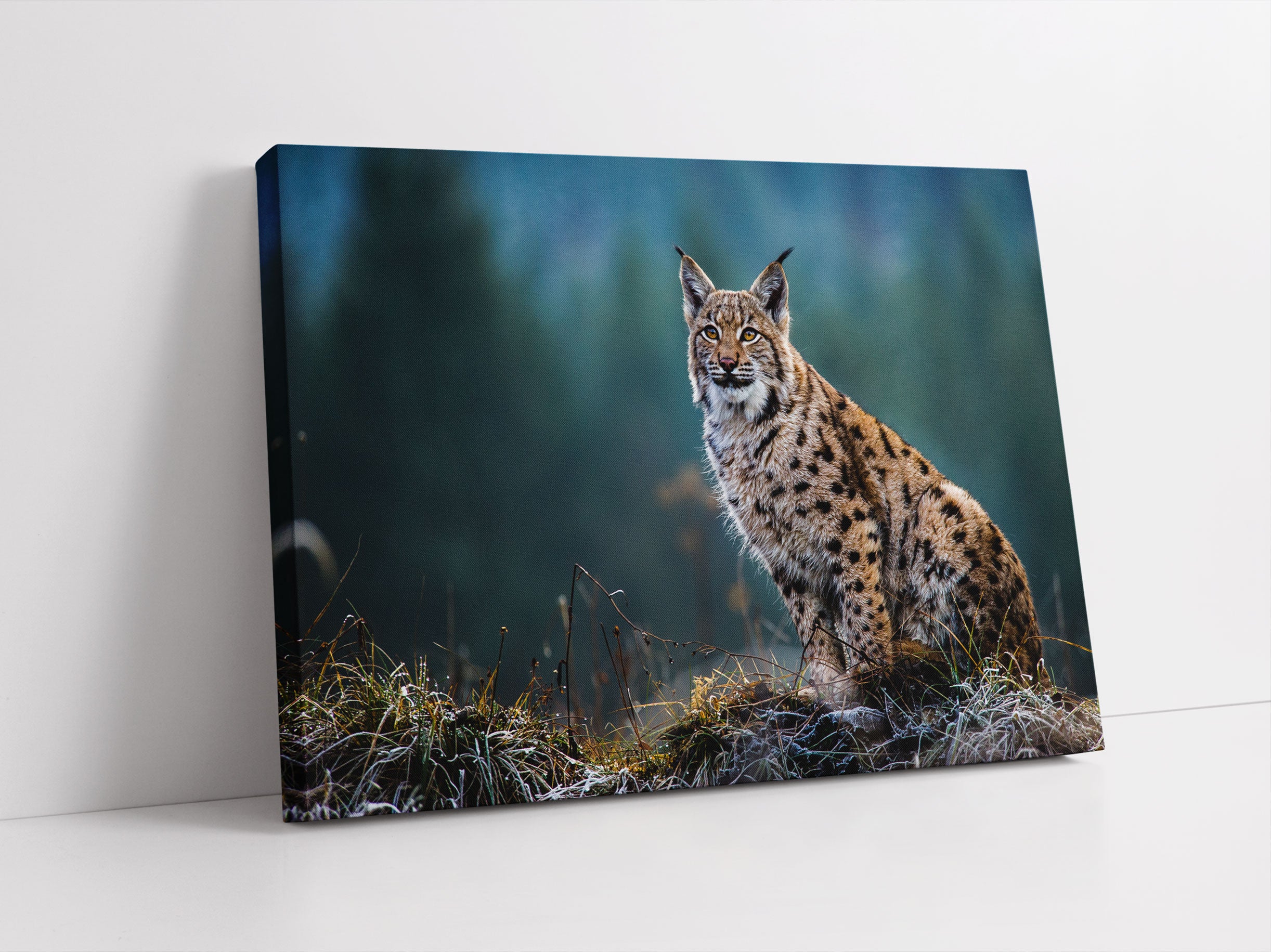 Europäischer Luchs auf Wiese Leinwandbild Studio