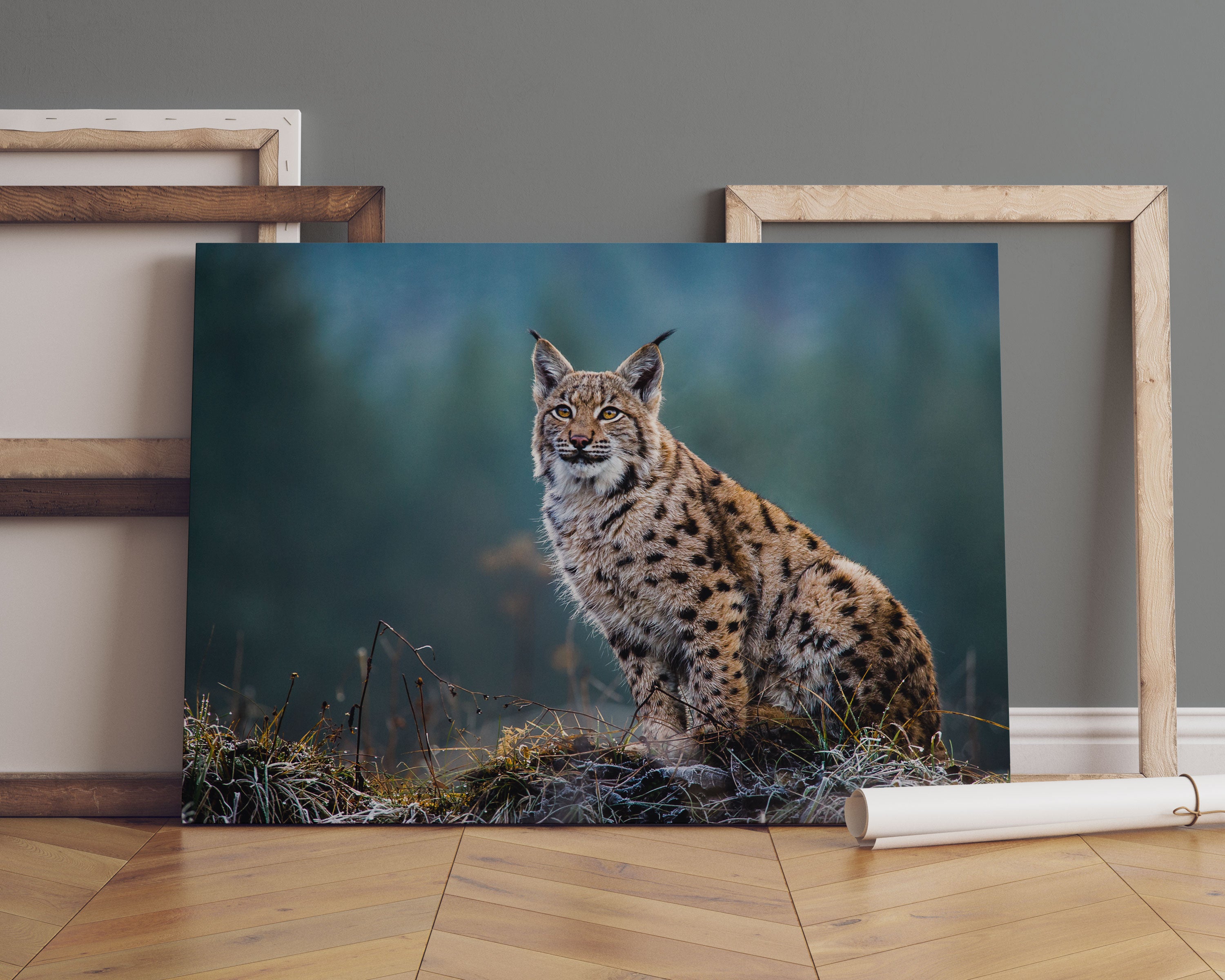 Europäischer Luchs auf Wiese Leinwandbild Sofa