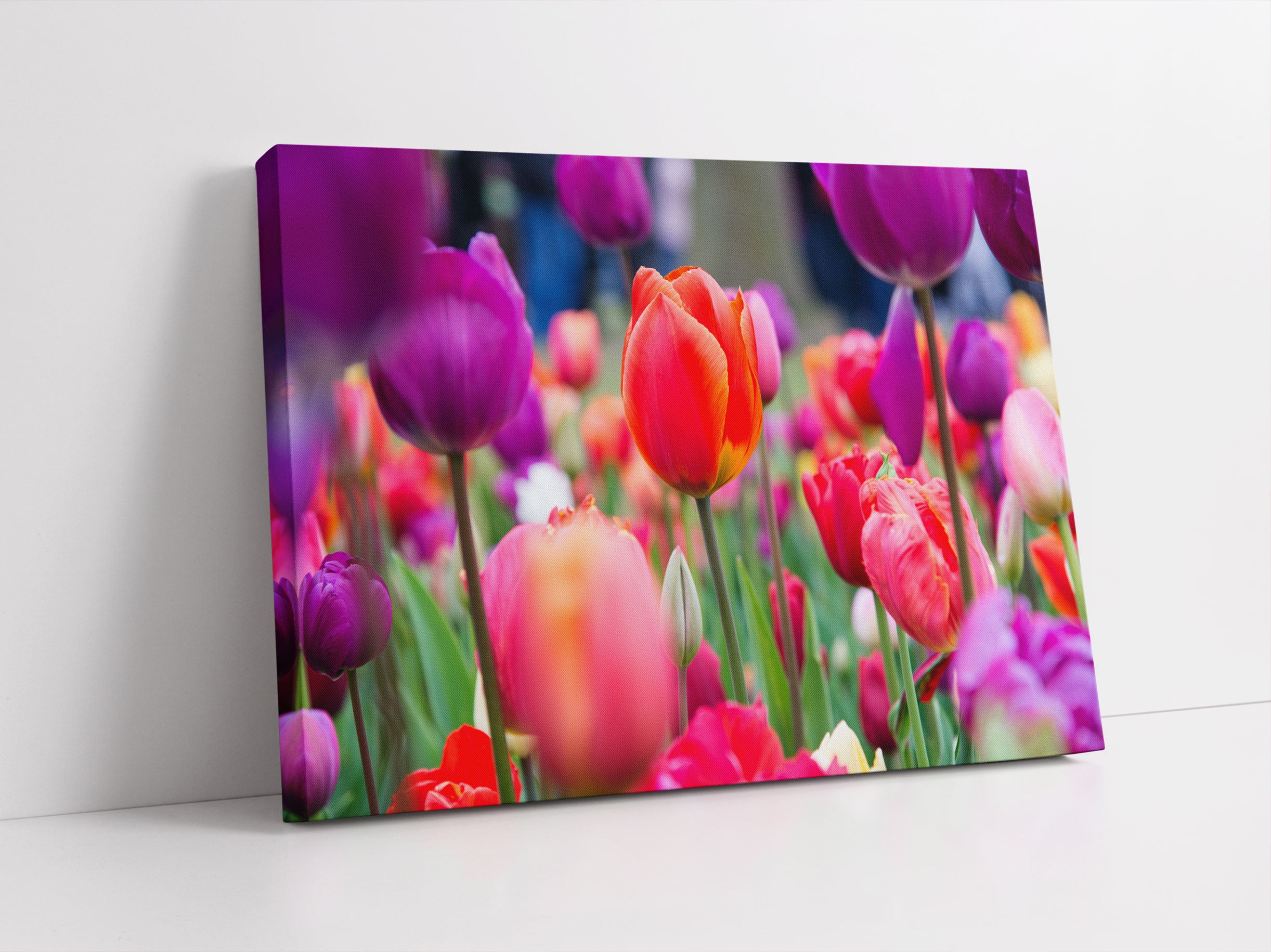 Bunte holländische Tulpen Nahaufnahme Leinwandbild Studio