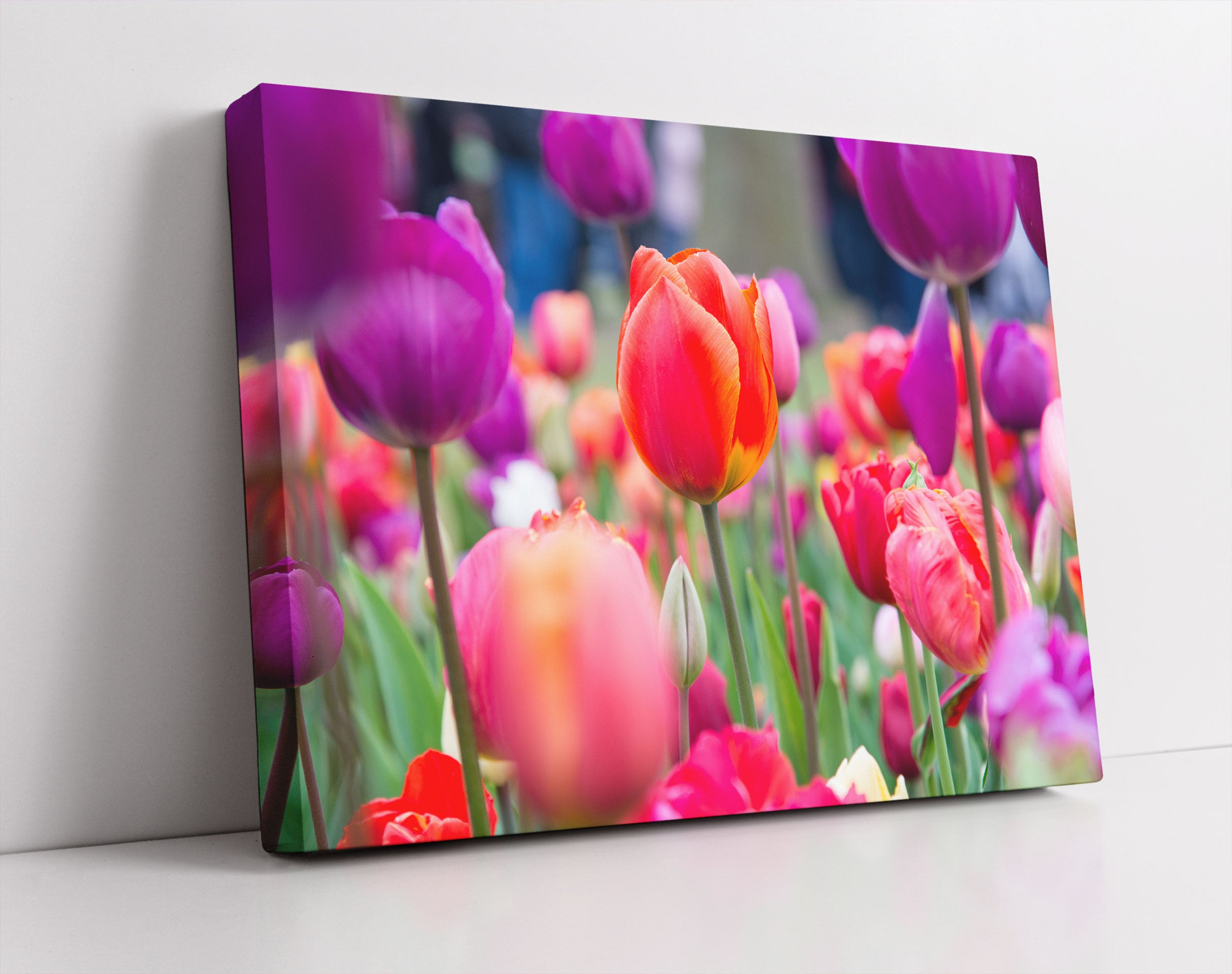 Bunte holländische Tulpen Nahaufnahme - Leinwandbild