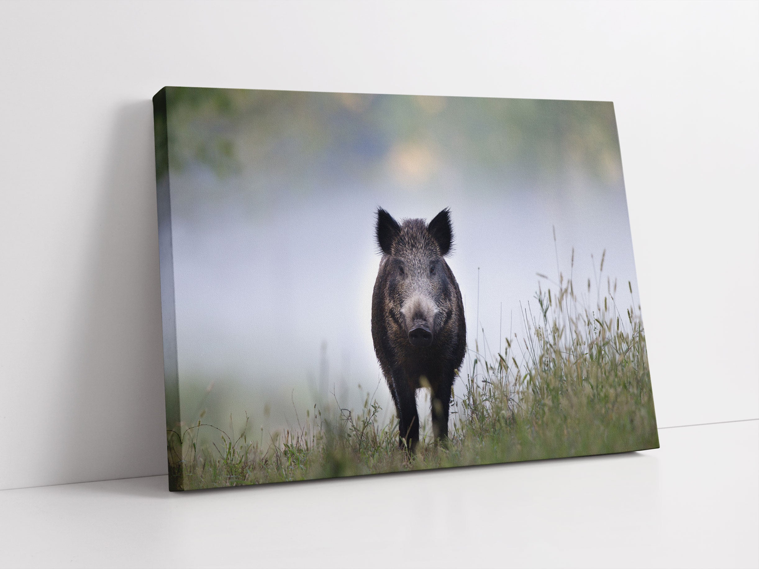 Wildschweinauf einer Wiese im Nebel Leinwandbild Studio