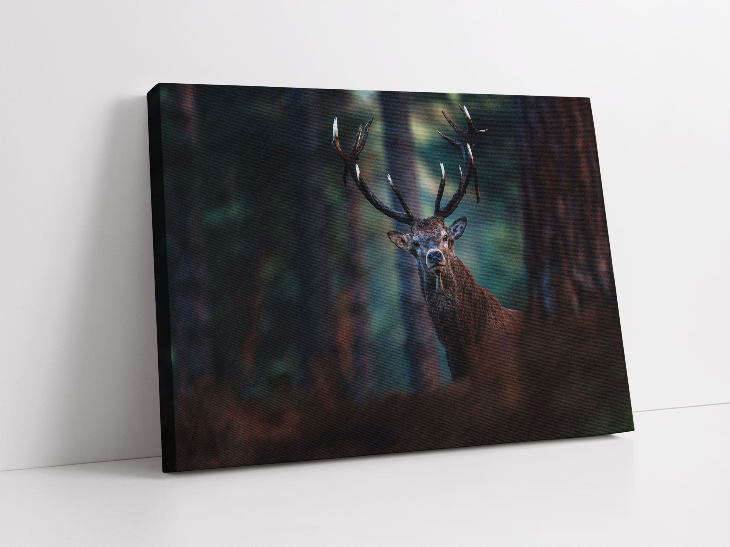 Hirsch im Wald schaut neugierig in die Kamera Leinwandbild Studio