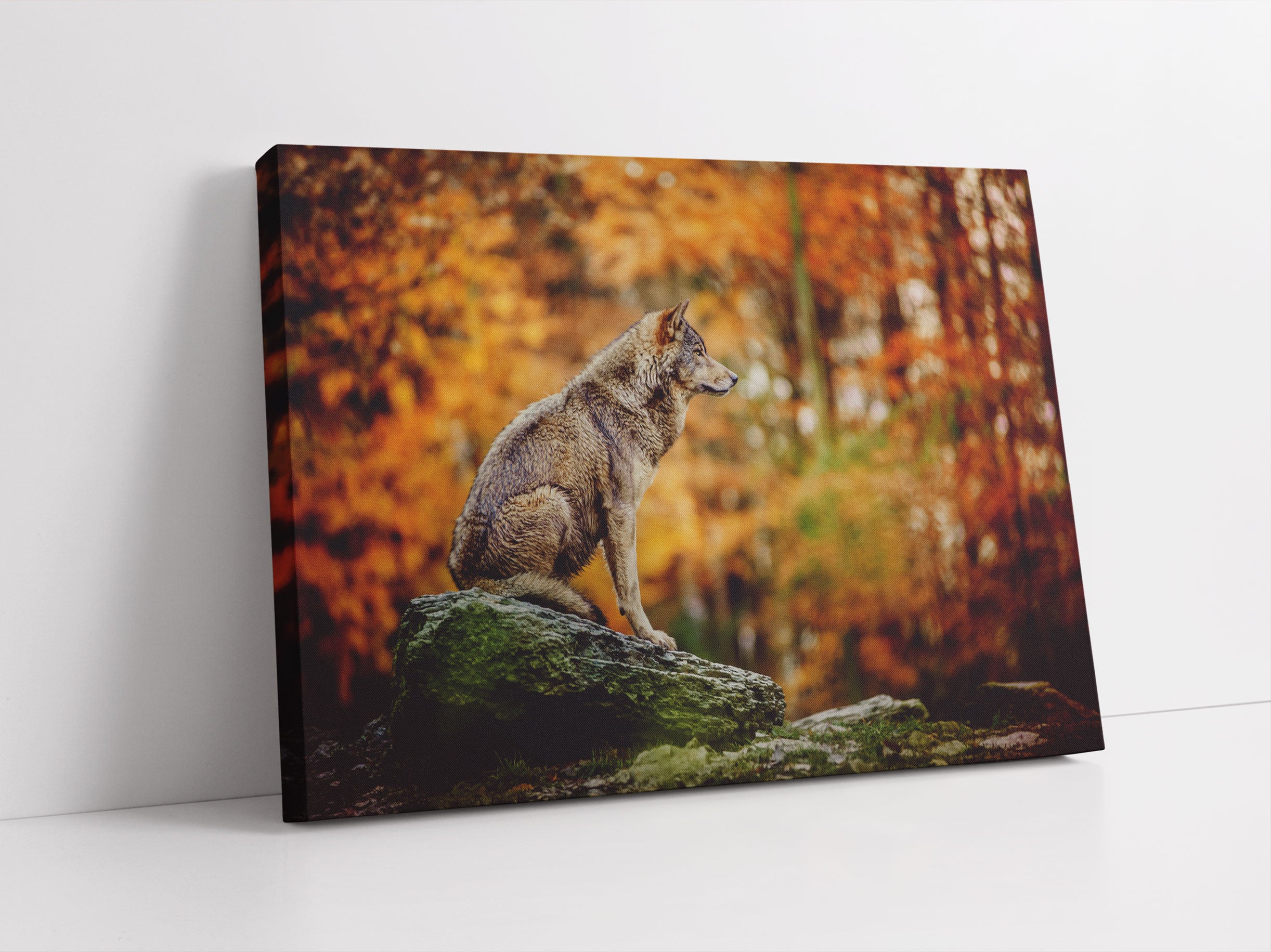 Wolf sitzt auf einem Stein im Herbstwald Leinwandbild Studio