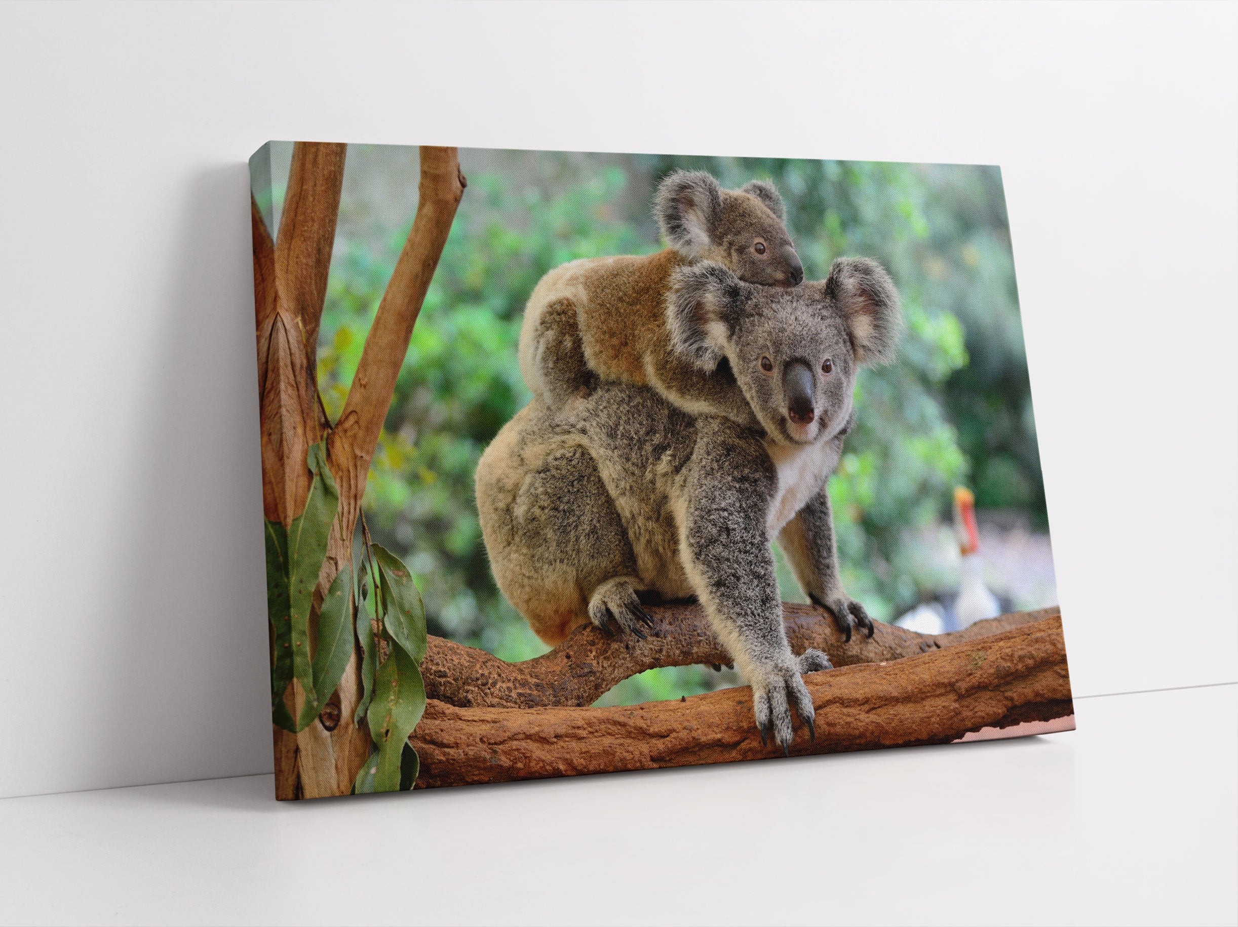 Koala Mutter mit Kind auf dem Rücken Leinwandbild Studio