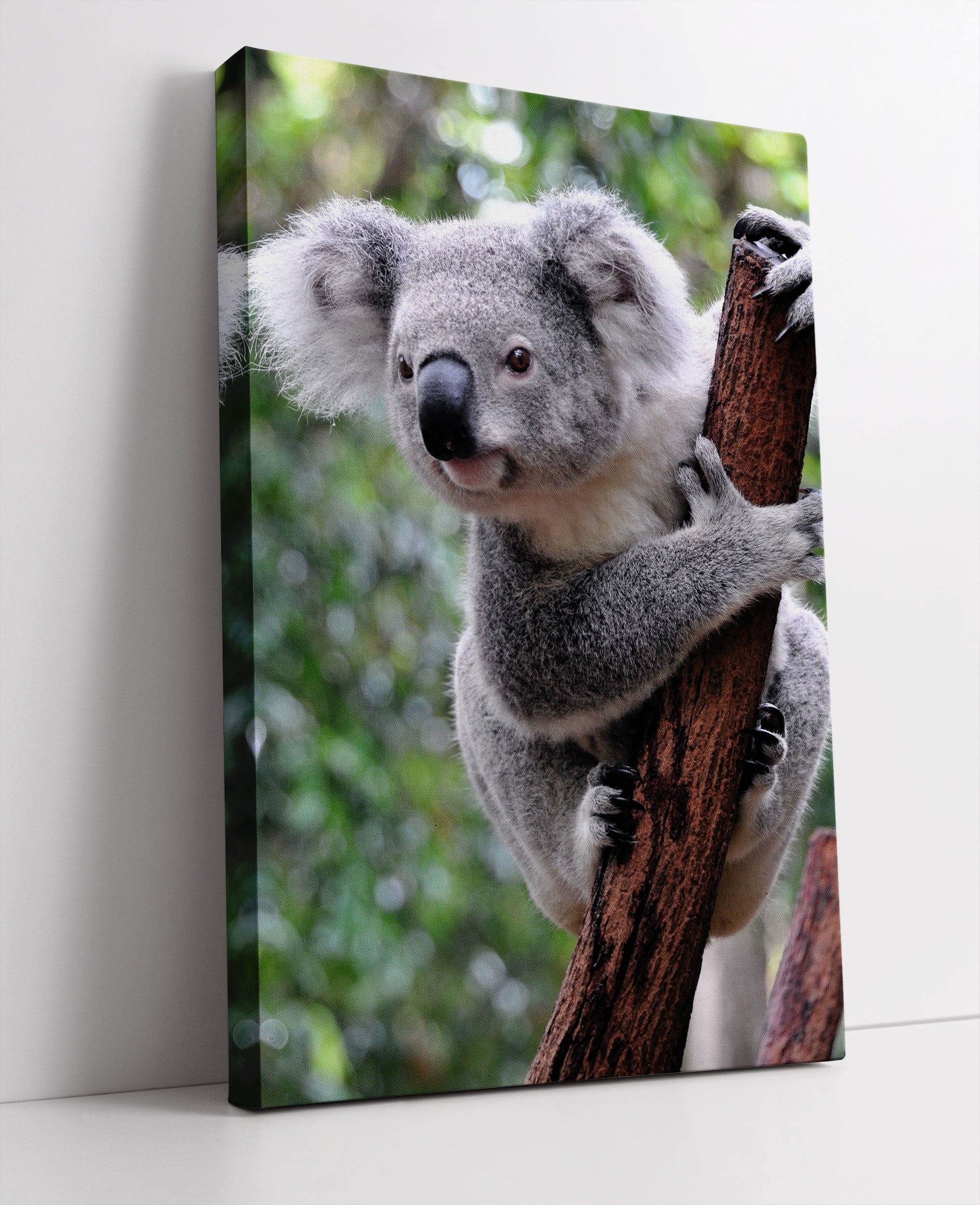 Neugieriger Koala an Baumstamm Leinwandbild Studio