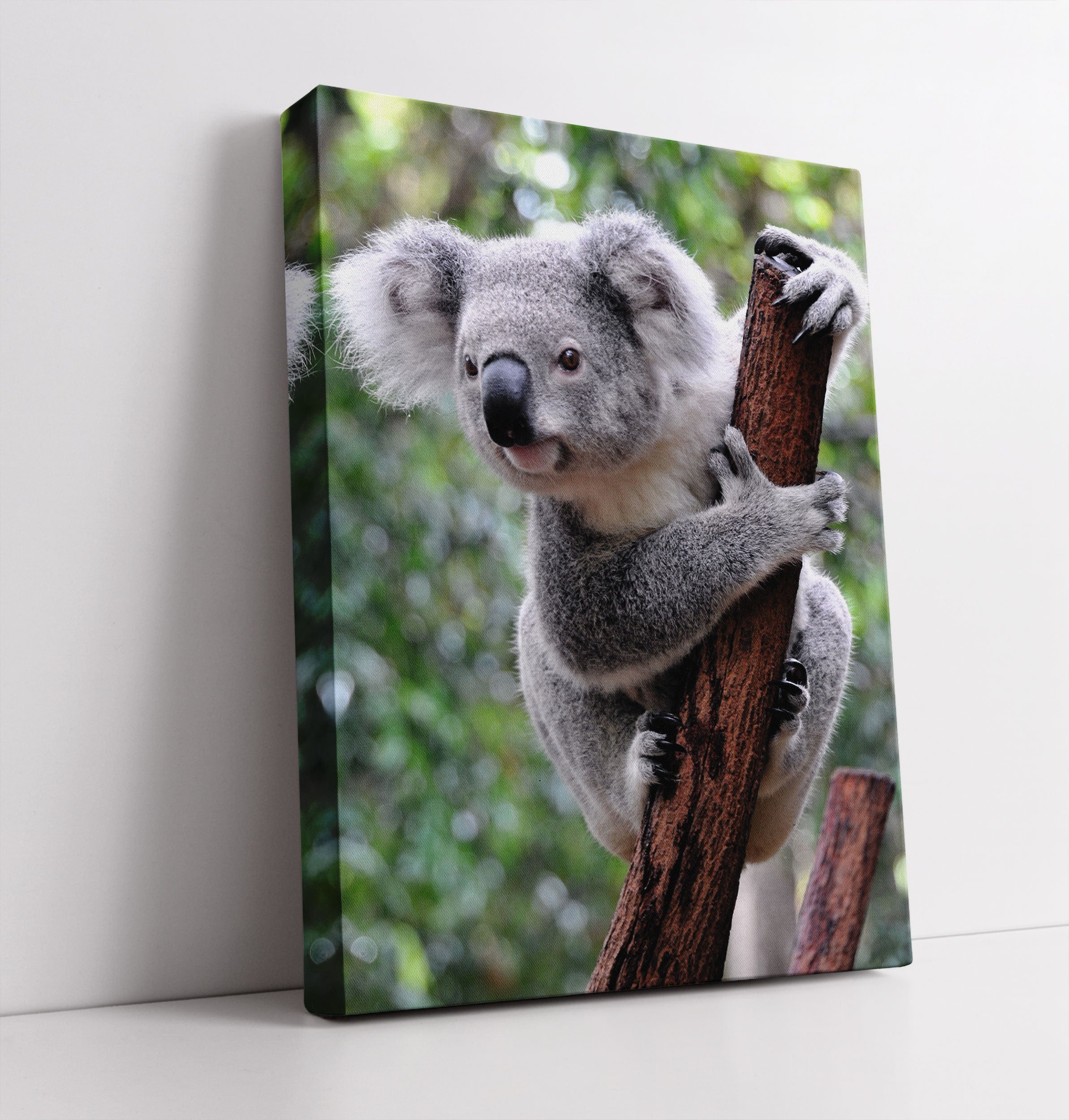 Neugieriger Koala an Baumstamm - Leinwandbild