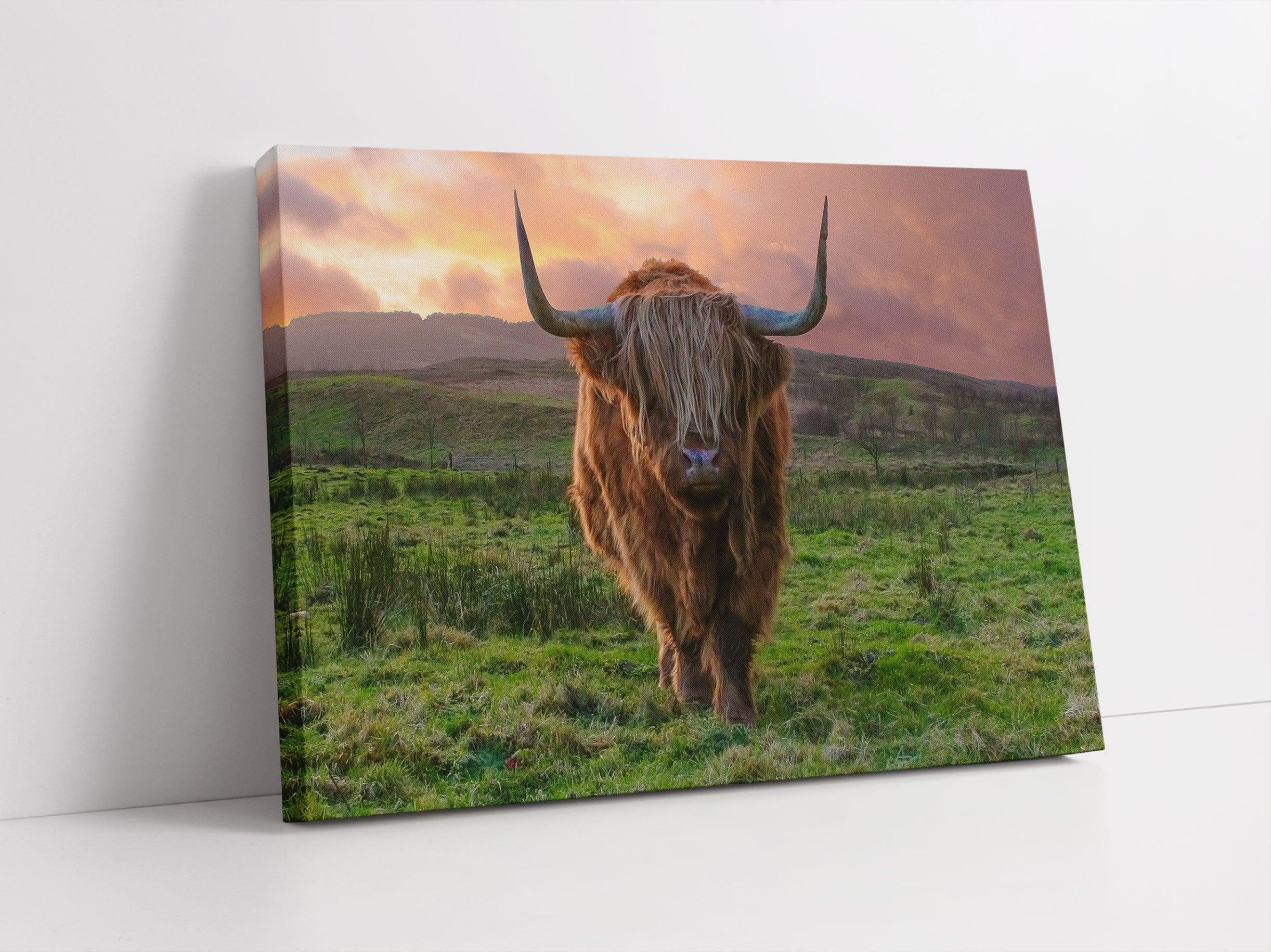 Highlandrind bei Sonnenuntergang Leinwandbild Studio