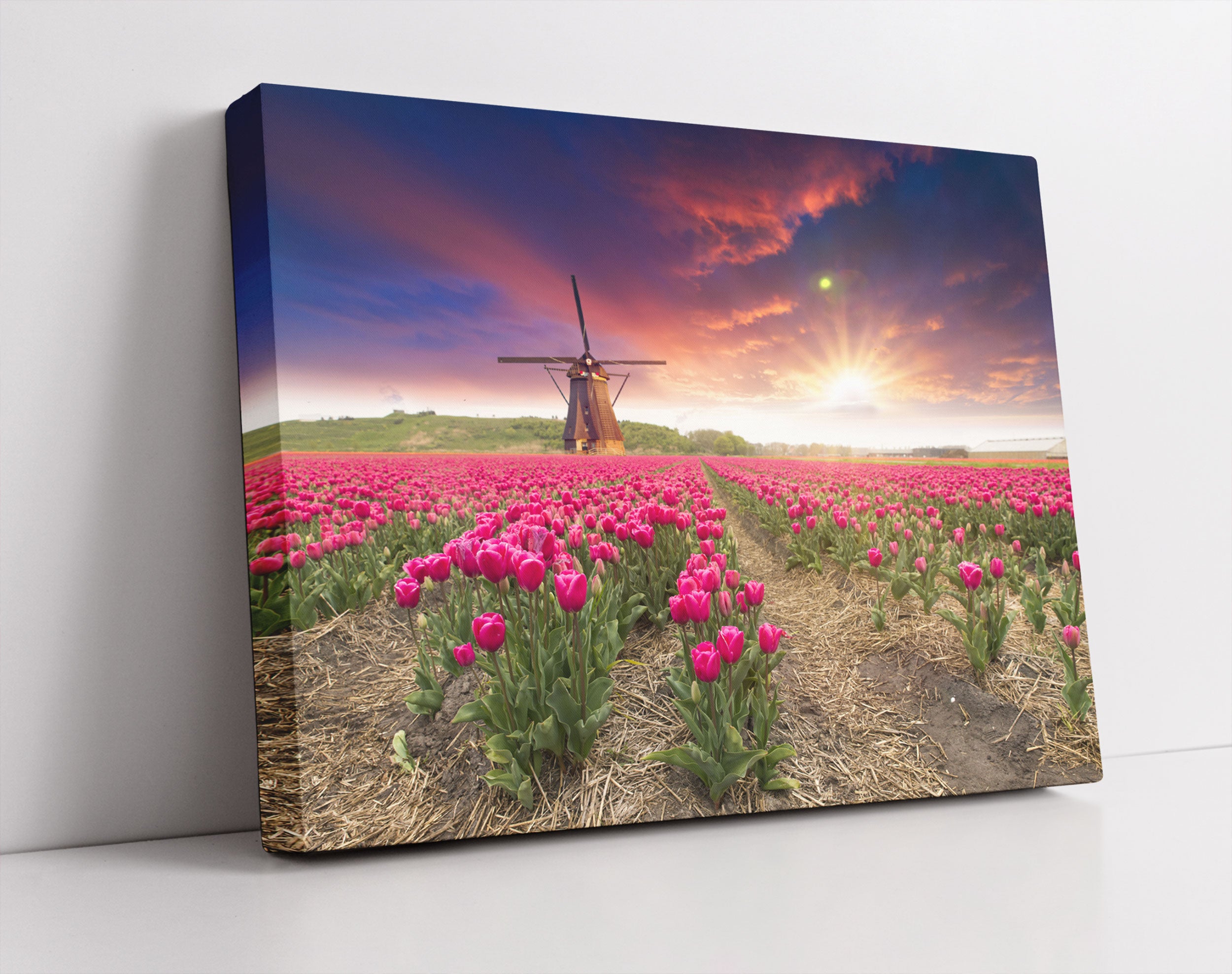 Tulpenfeld mit Mühle bei Sonnenuntergang - Leinwandbild