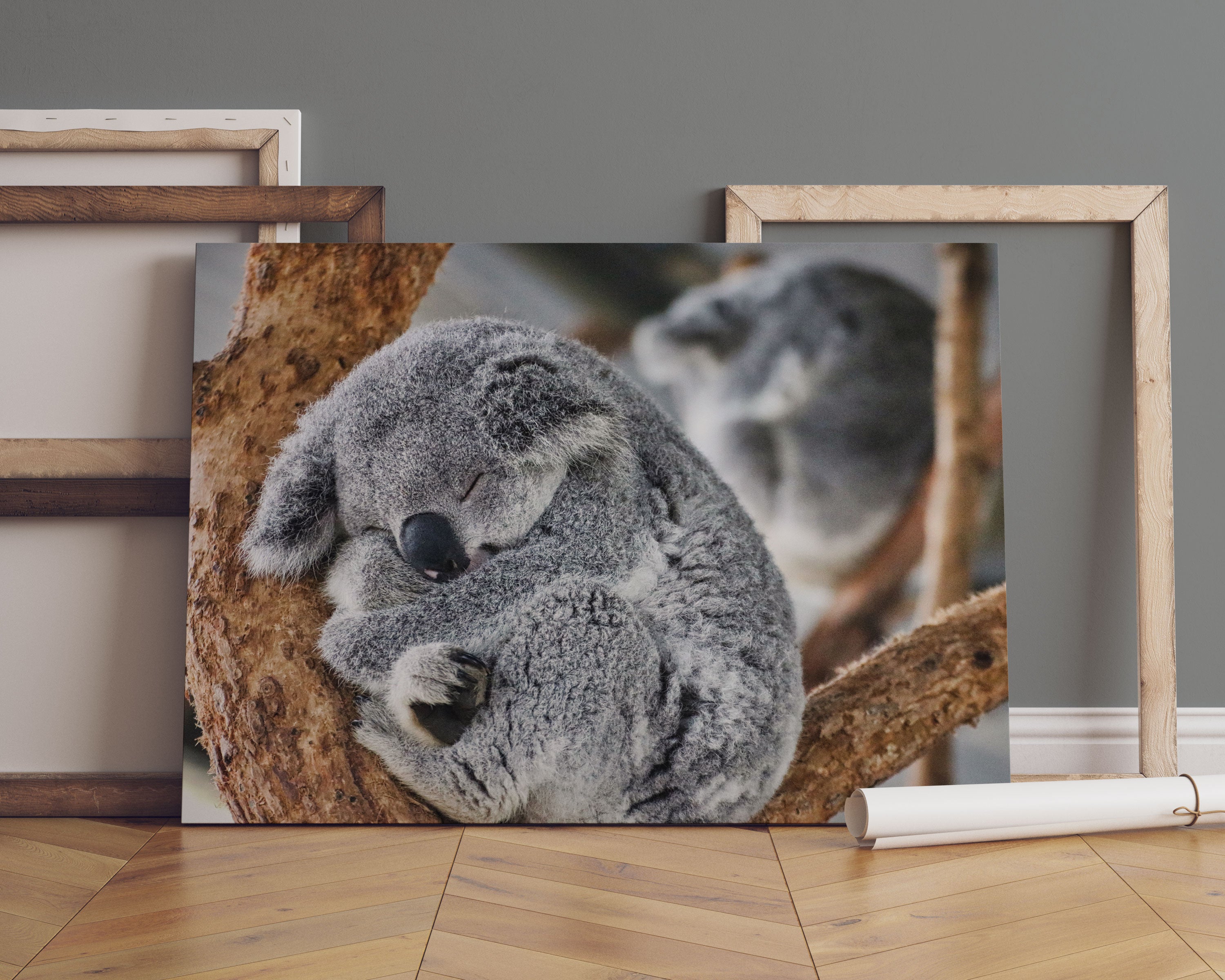 Koala schläft eingekuschelt im Baum Leinwandbild Sofa