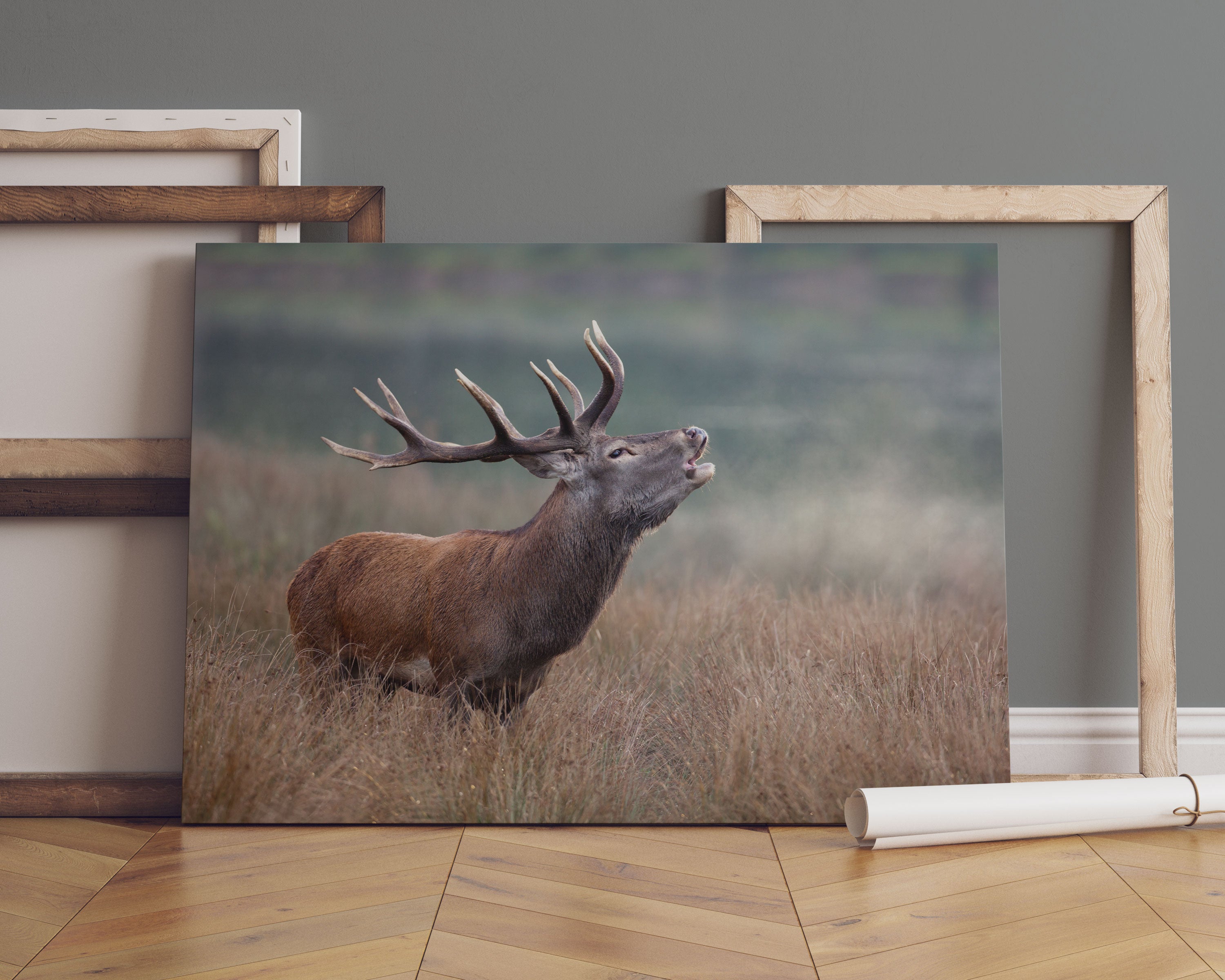 Röhrender Hirsch im Feld Leinwandbild Sofa