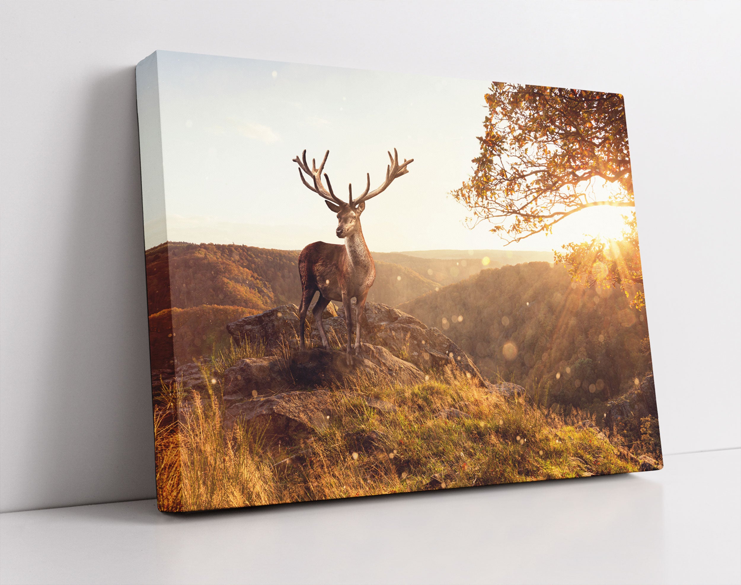 Anmutiger Hirsch bei Sonnenuntergang - Leinwandbild