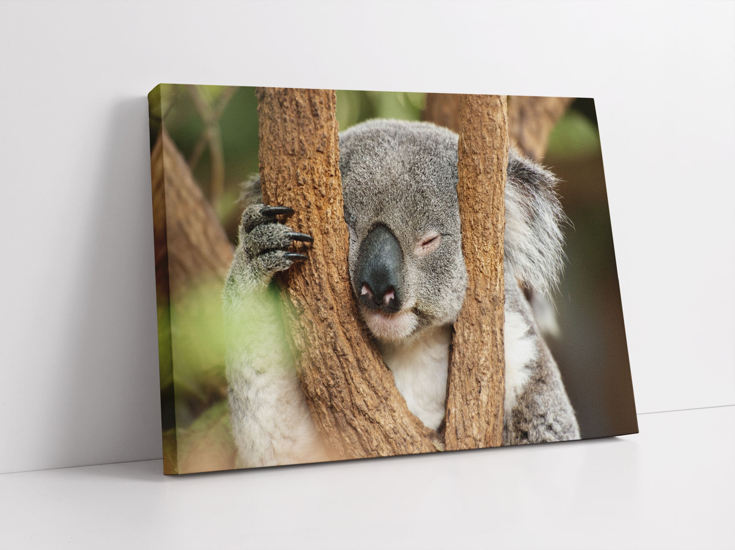 Koala schläft mit Kopf in Astgabel Leinwandbild Studio