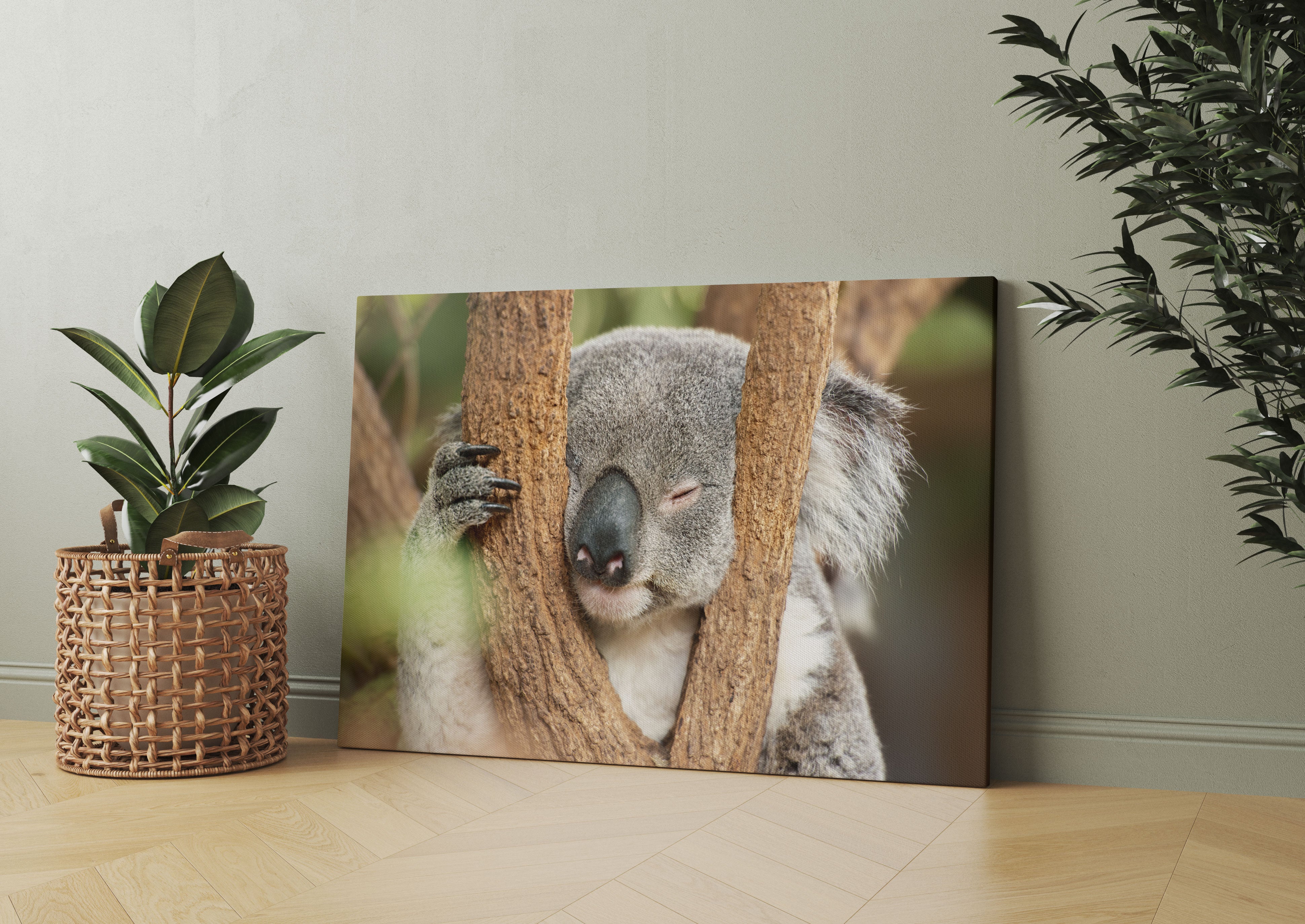 Koala schläft mit Kopf in Astgabel Leinwandbild Wohnzimmer