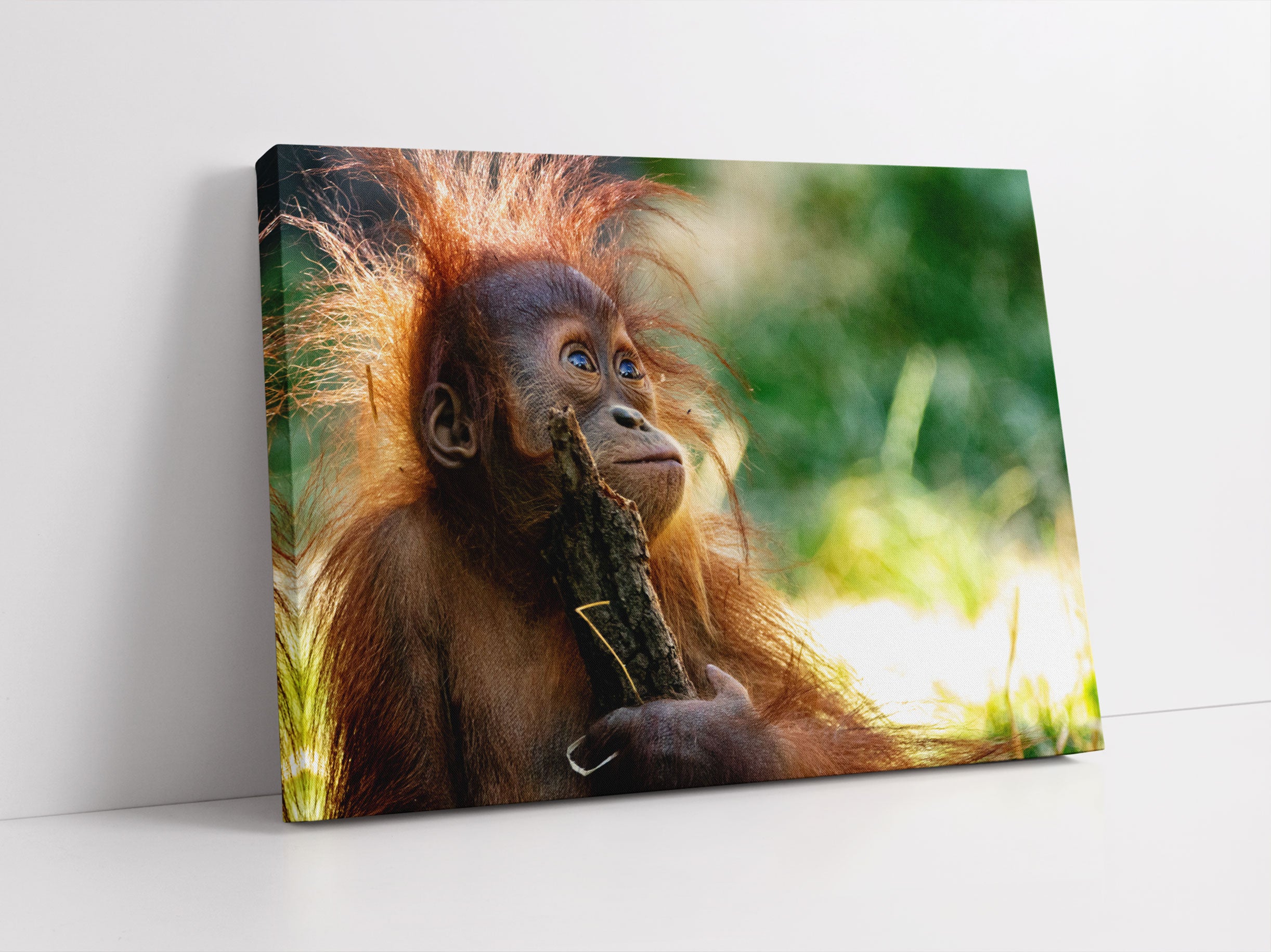 Orang-Utan Baby spielt mit Stock Leinwandbild Studio