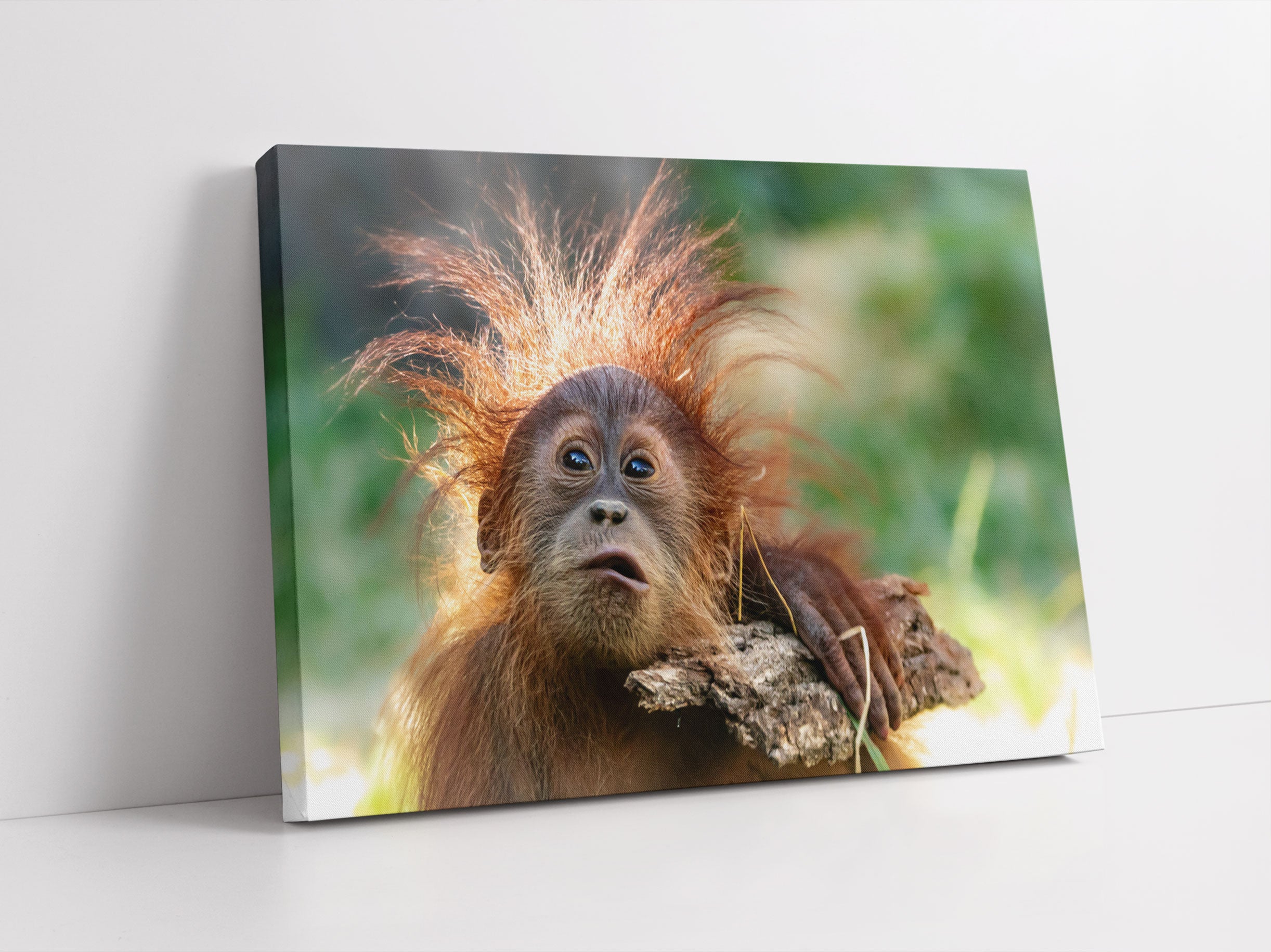 Lustiger Baby Orang-Utan mit Rinde Leinwandbild Studio