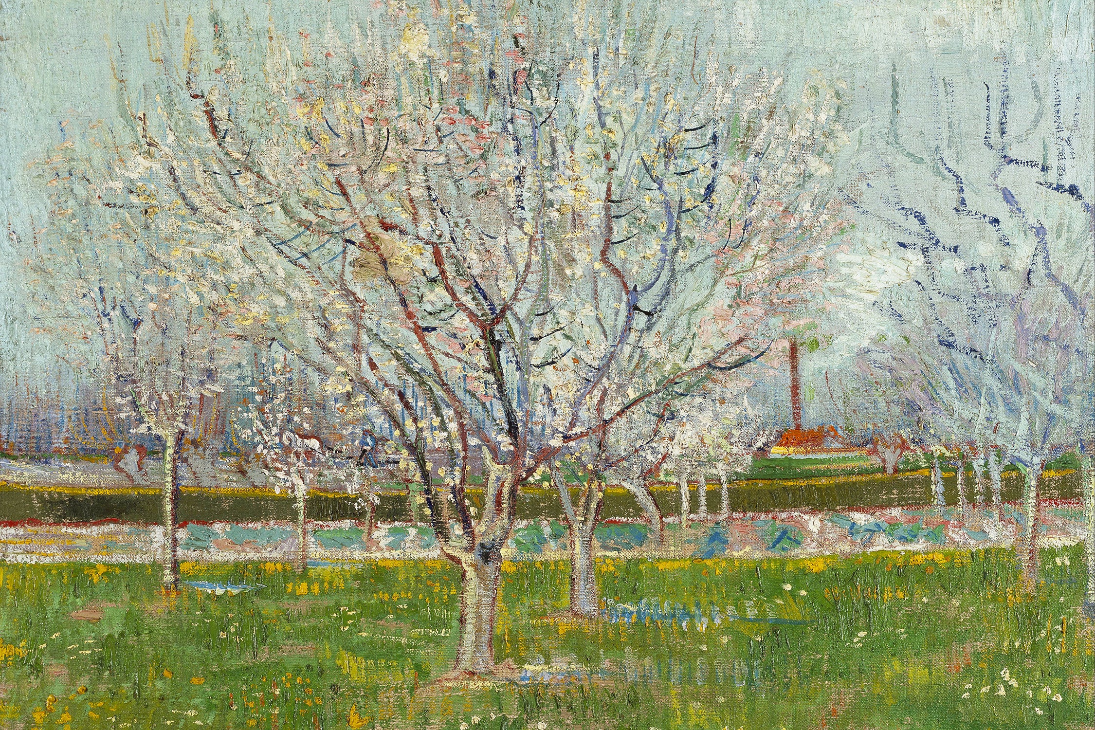 Vincent Van Gogh - Blühender Obstgarten Pflaumenbaum , Glasbild