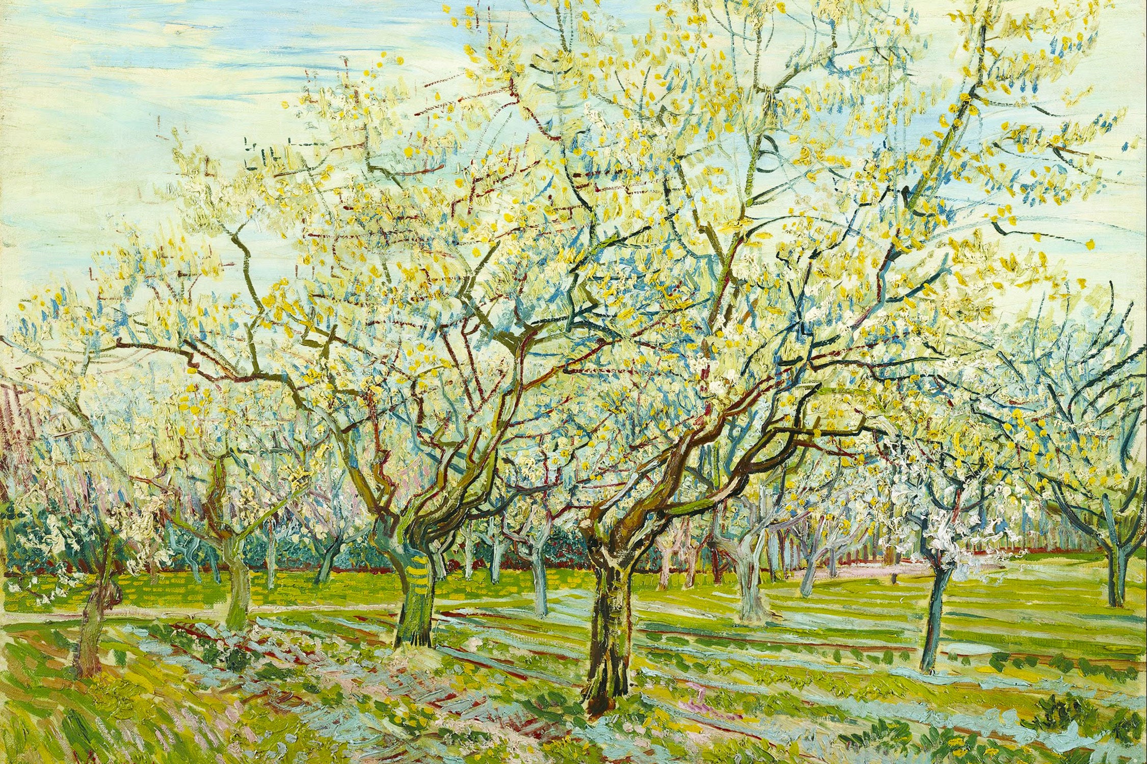 Vincent Van Gogh - Der weiße Obstgarten , Glasbild