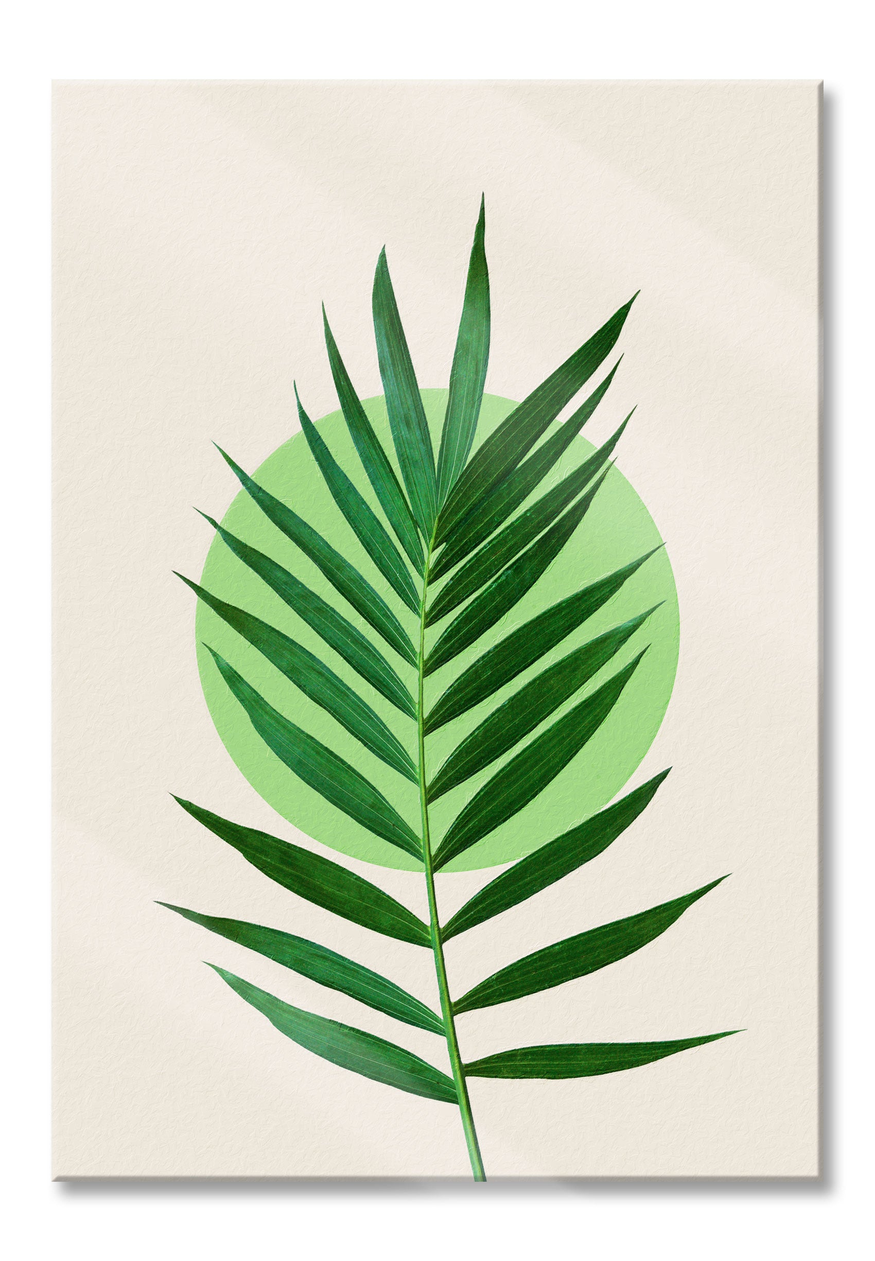 Modern Art Botanical  - Farn VI, Glasbild