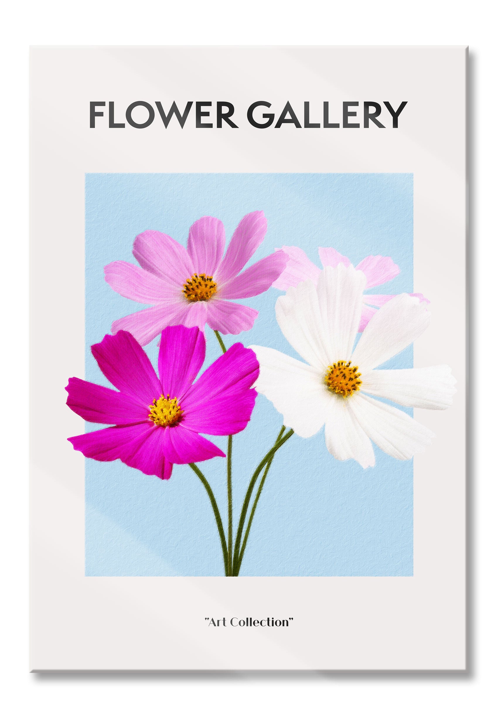 Flower Gallery  - Kosmos Cosmos Rose, Glasbild