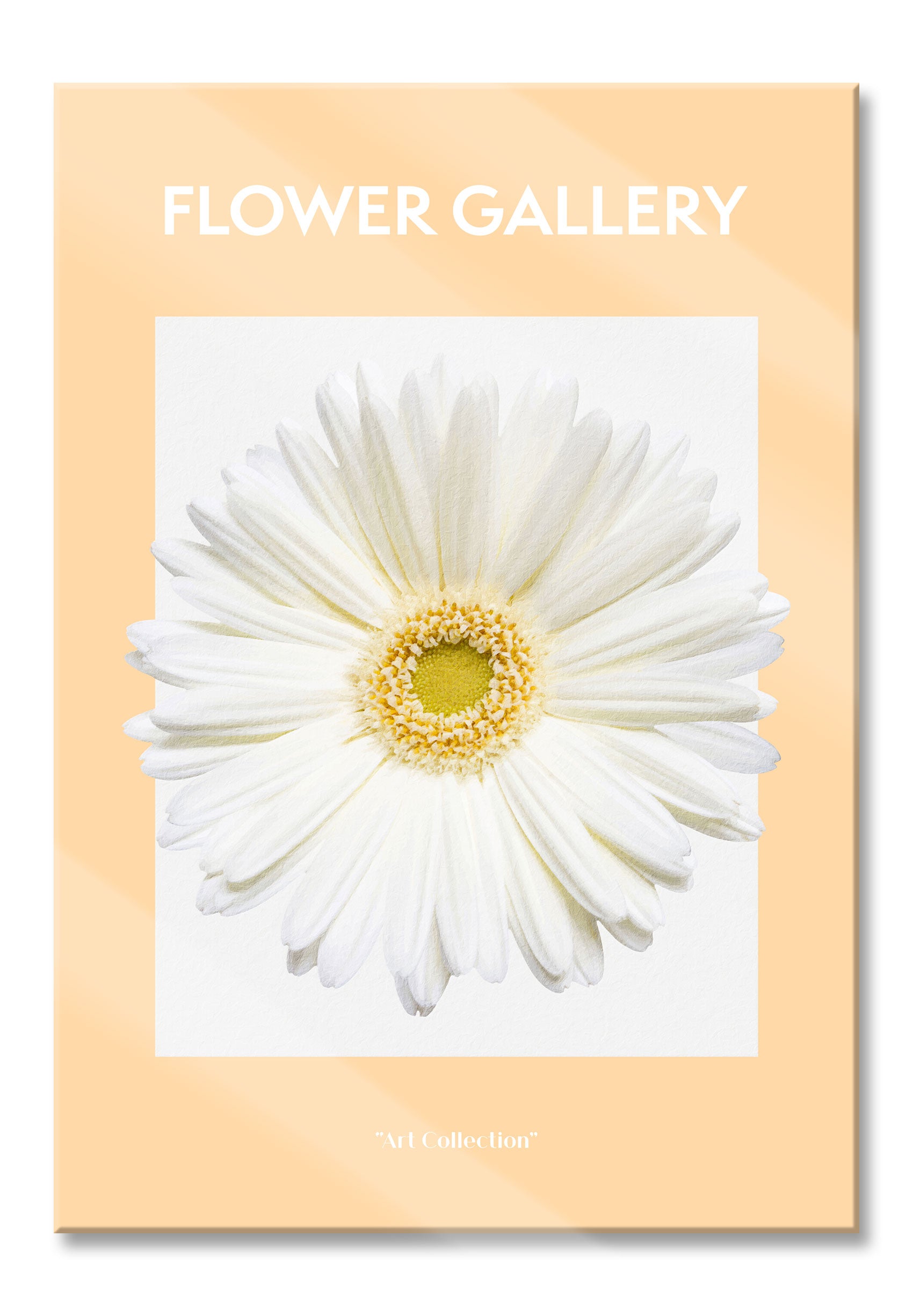 Flower Gallery  - Weiße Gerbera II, Glasbild