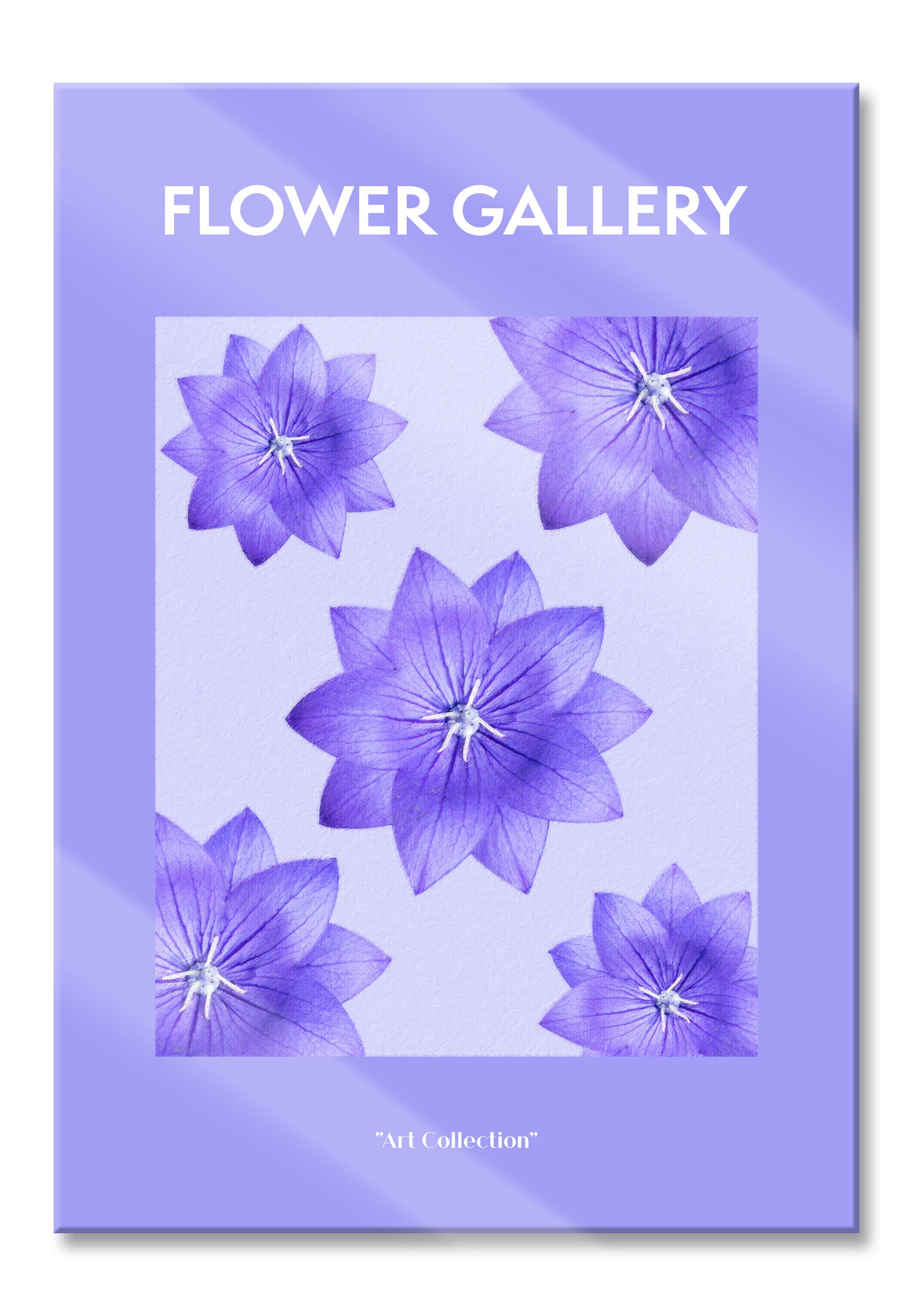 Flower Gallery  - Lila Ballonblume, Glasbild