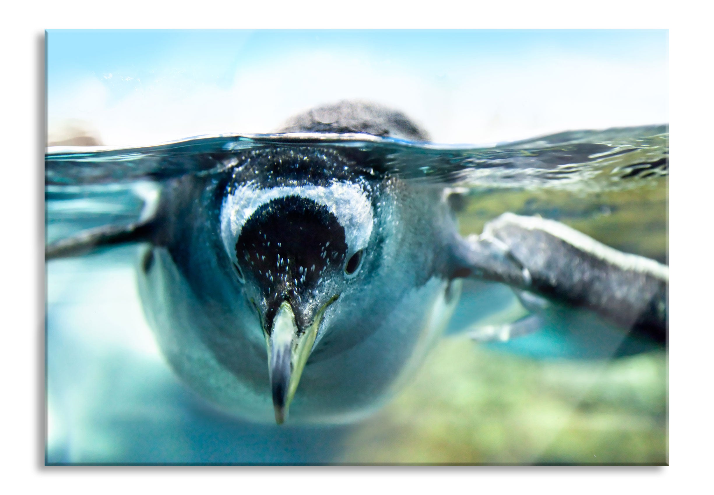 Pinguin im Wasser, Glasbild