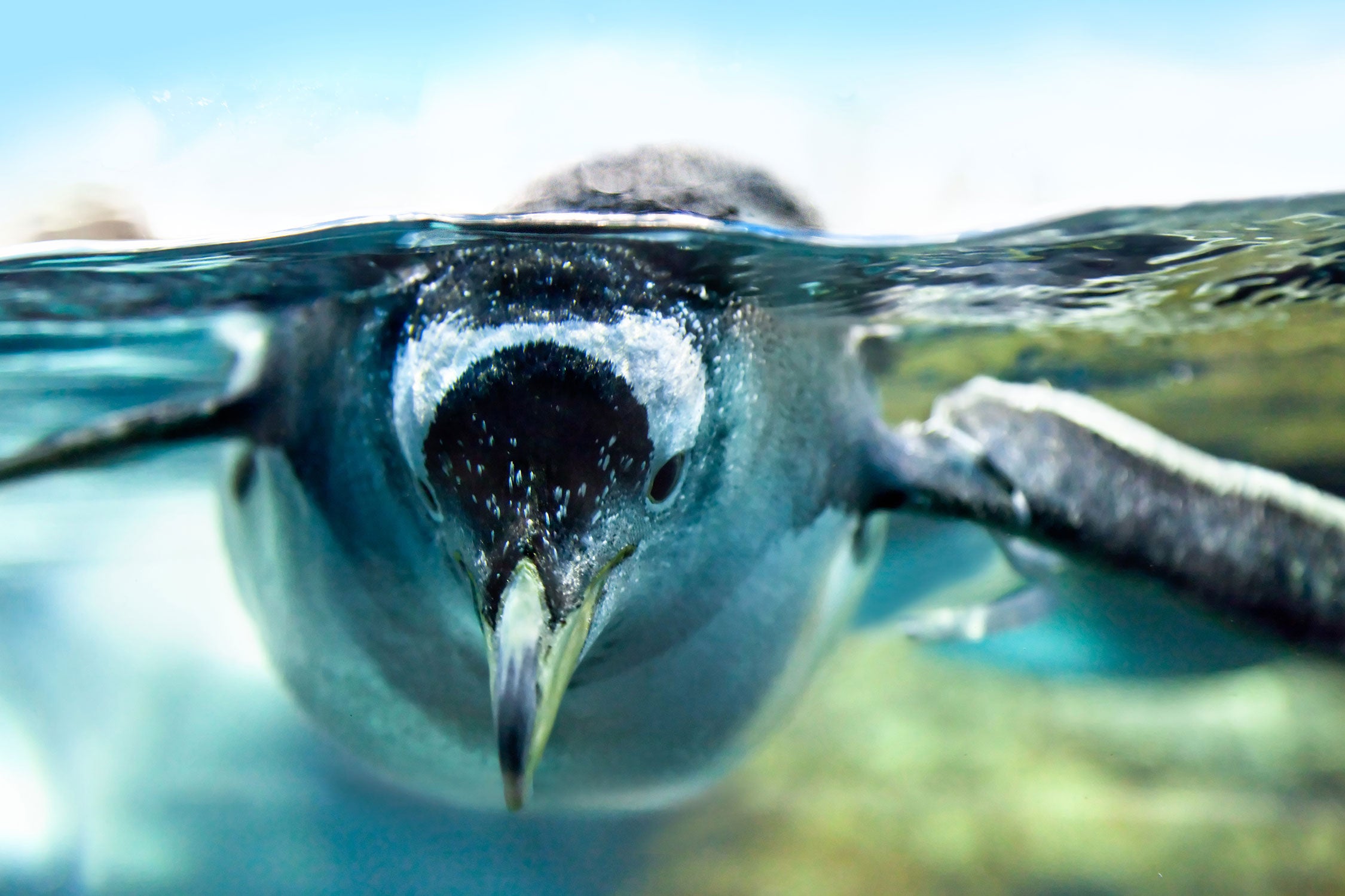 Pinguin im Wasser, Glasbild