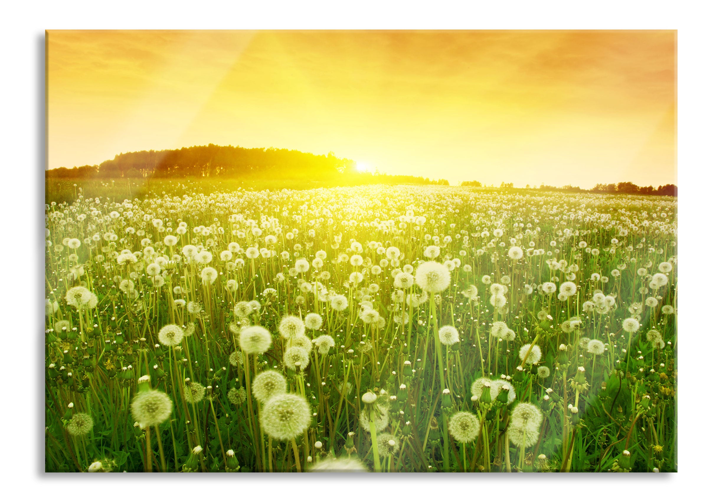 Pusteblumen Sonnenuntergang, Glasbild