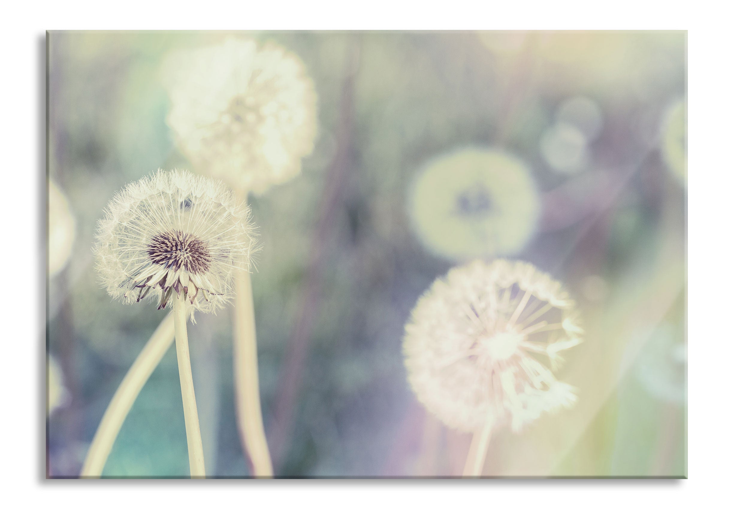 Romantische Pusteblumen, Glasbild