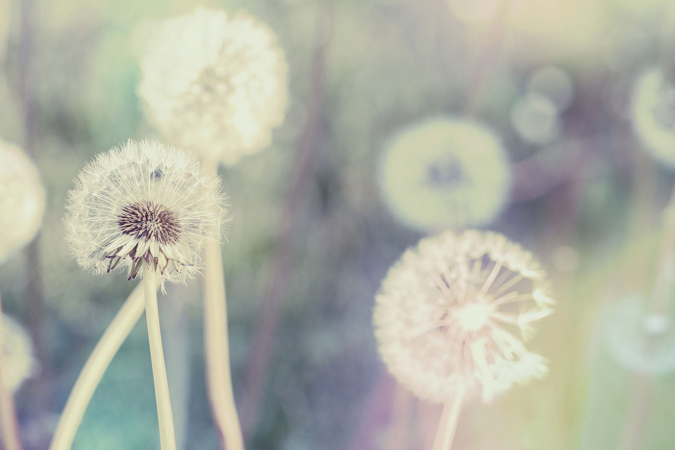 Romantische Pusteblumen, Glasbild