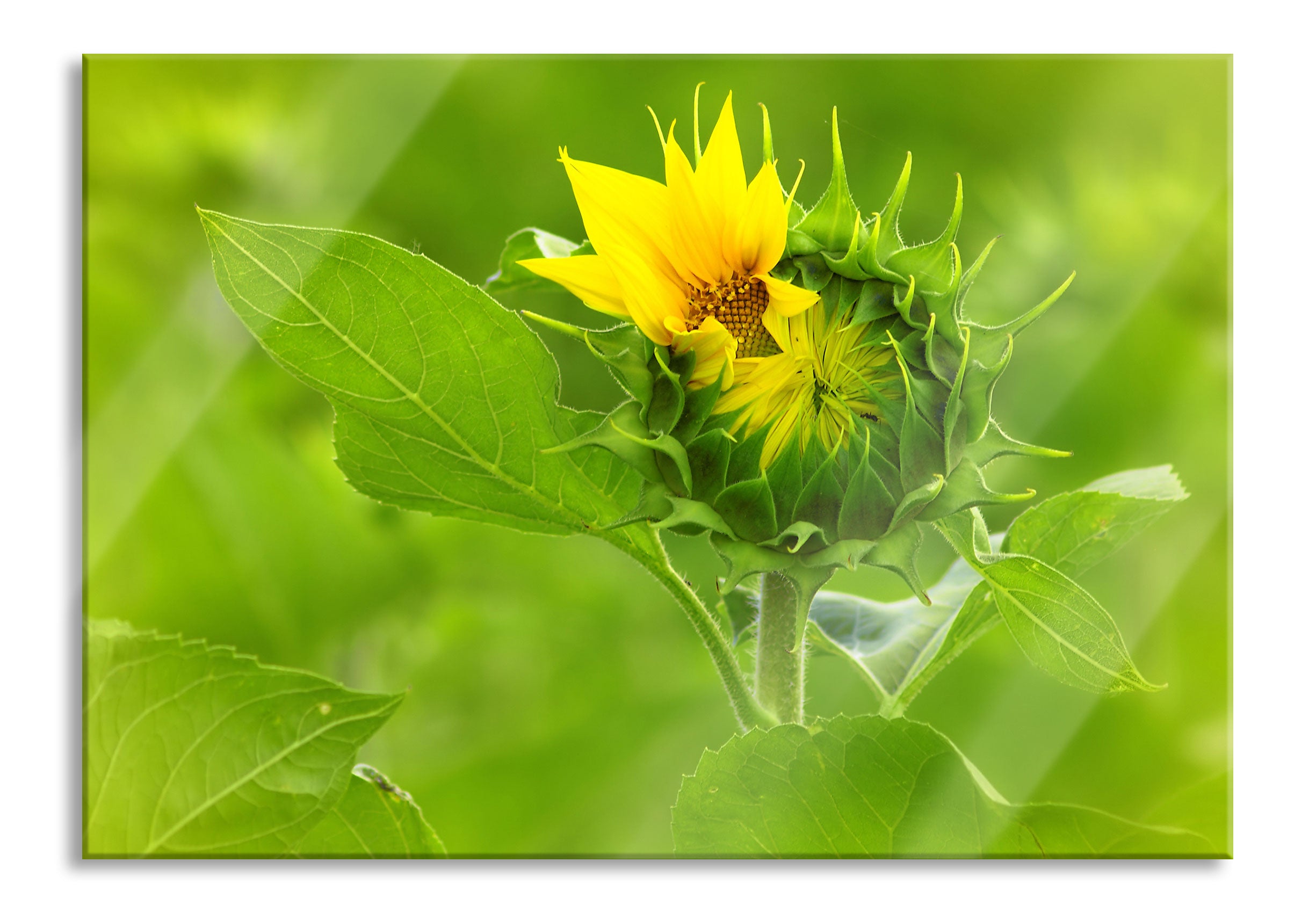 Aufblühende Sonnenblume, Glasbild