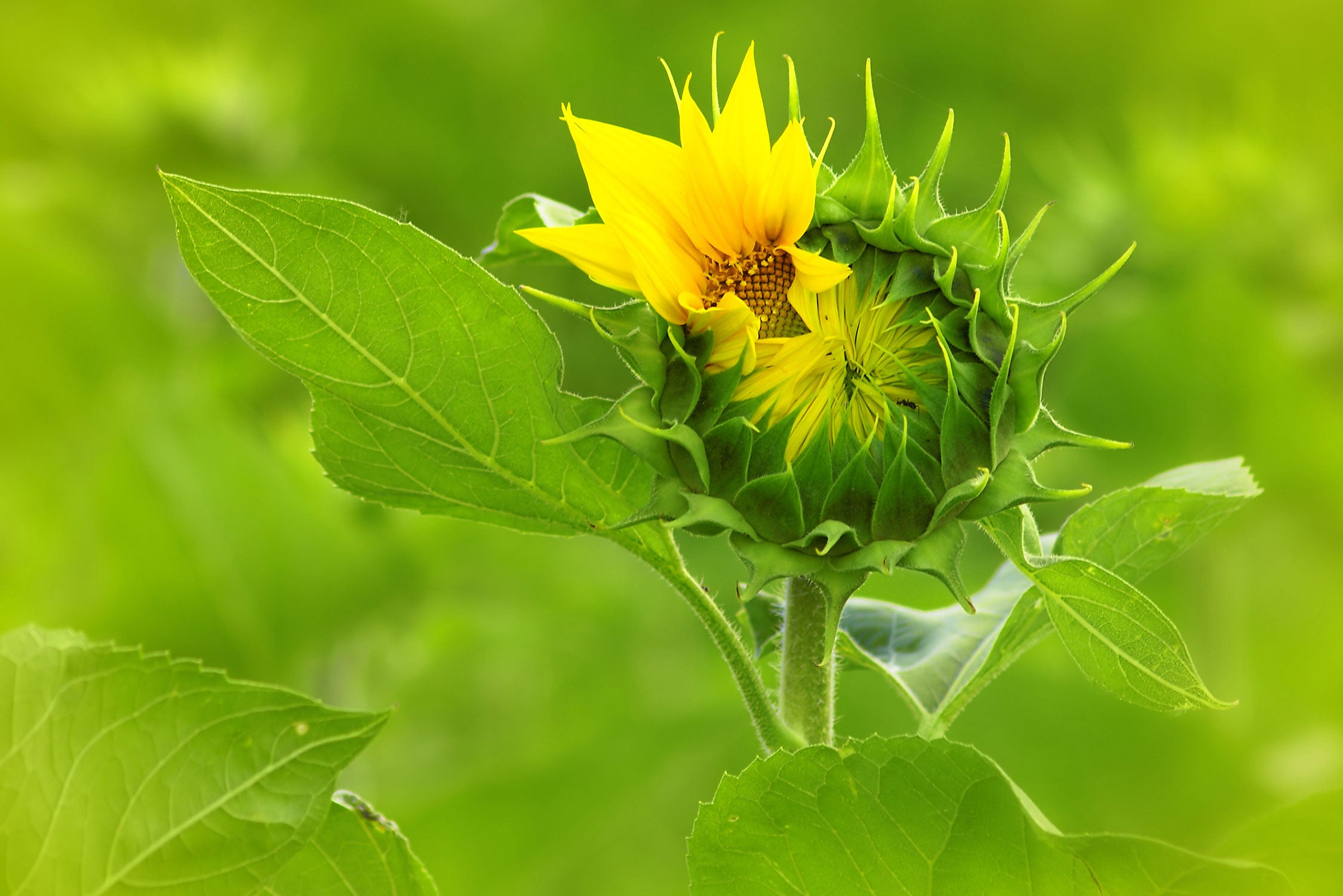 Aufblühende Sonnenblume, Glasbild