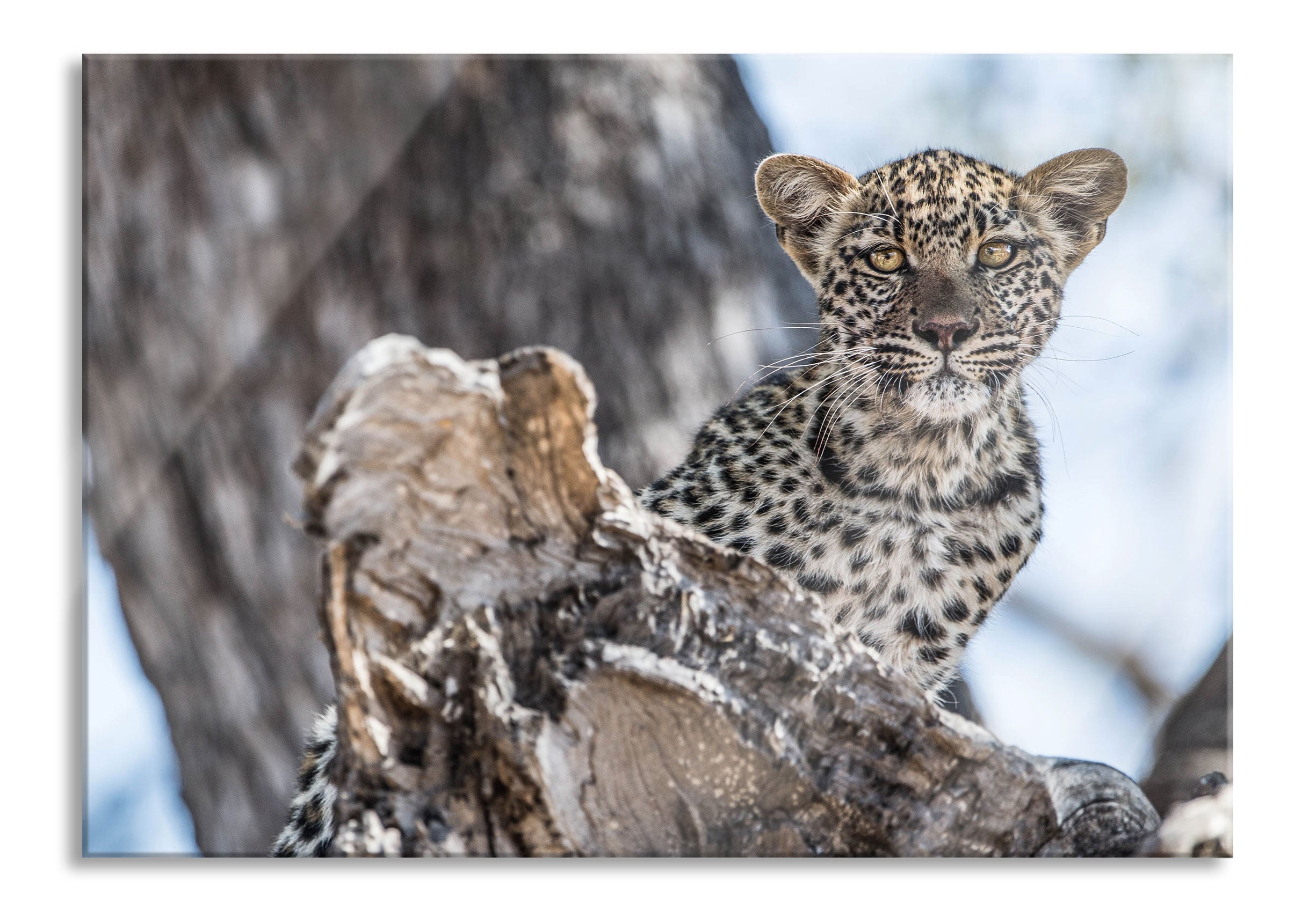 Leopardjunges auf Baum, Glasbild