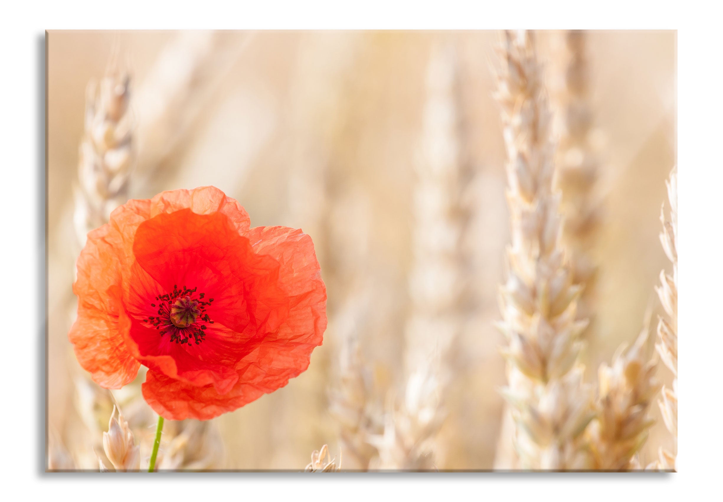 Mohnblume im Kornfeld, Glasbild