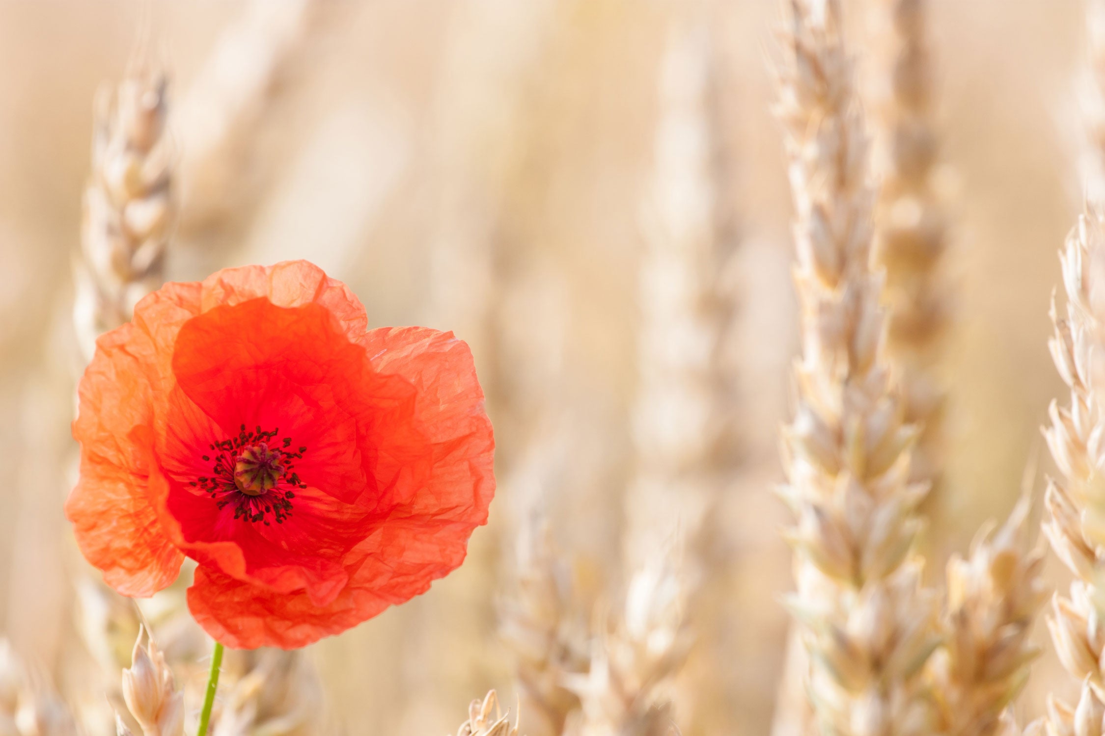 Mohnblume im Kornfeld, Glasbild