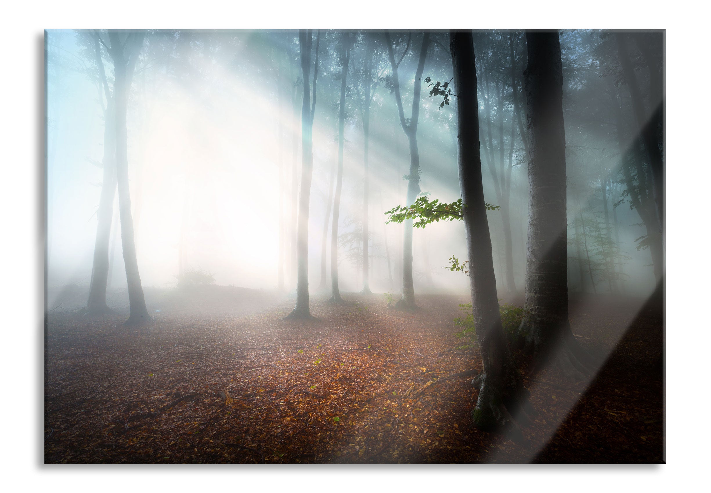 Düsterer Wald im Nebel, Glasbild