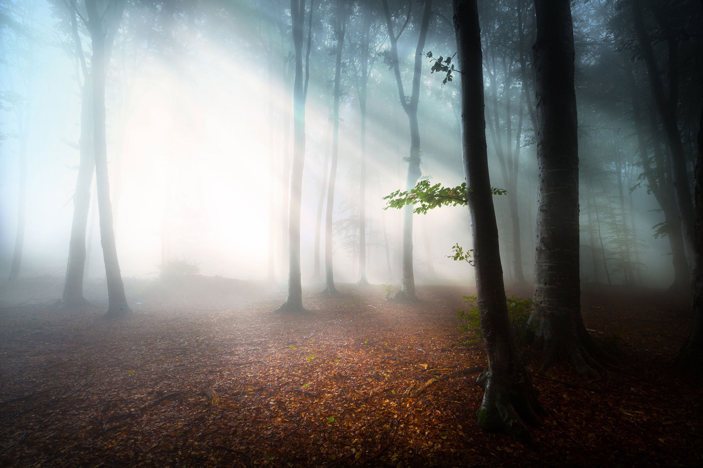 Düsterer Wald im Nebel, Glasbild