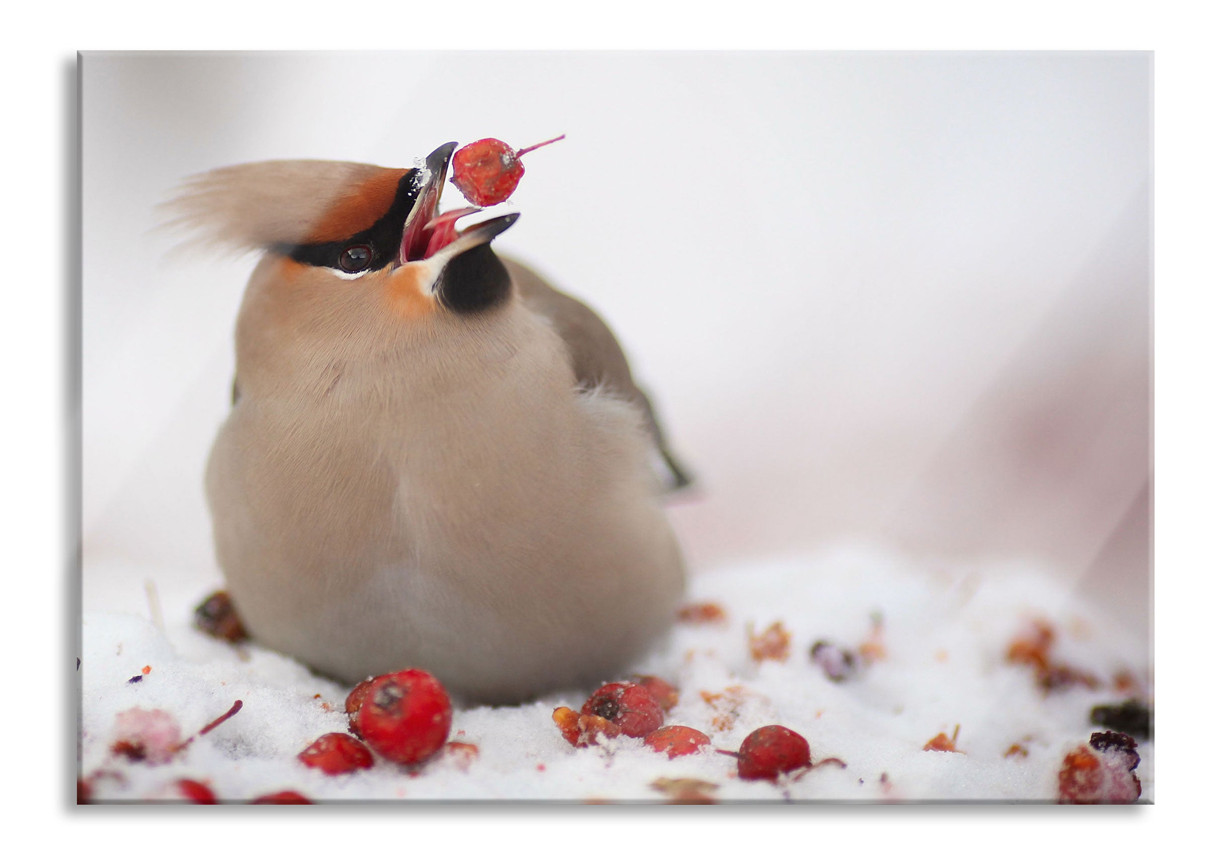 Kleiner Vogel im Schnee, Glasbild