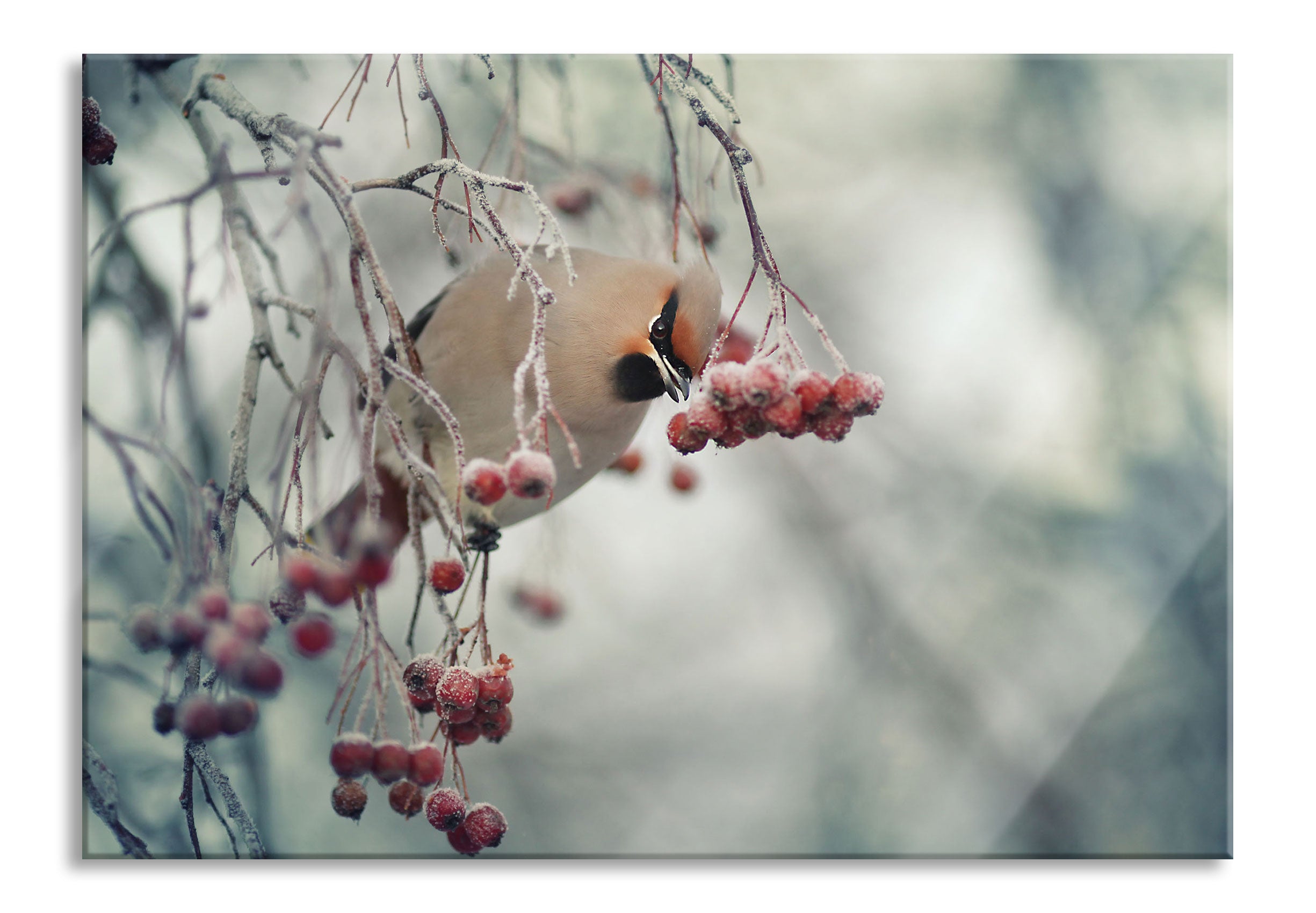 Kleiner Vogel im Vogelbeerbaum, Glasbild