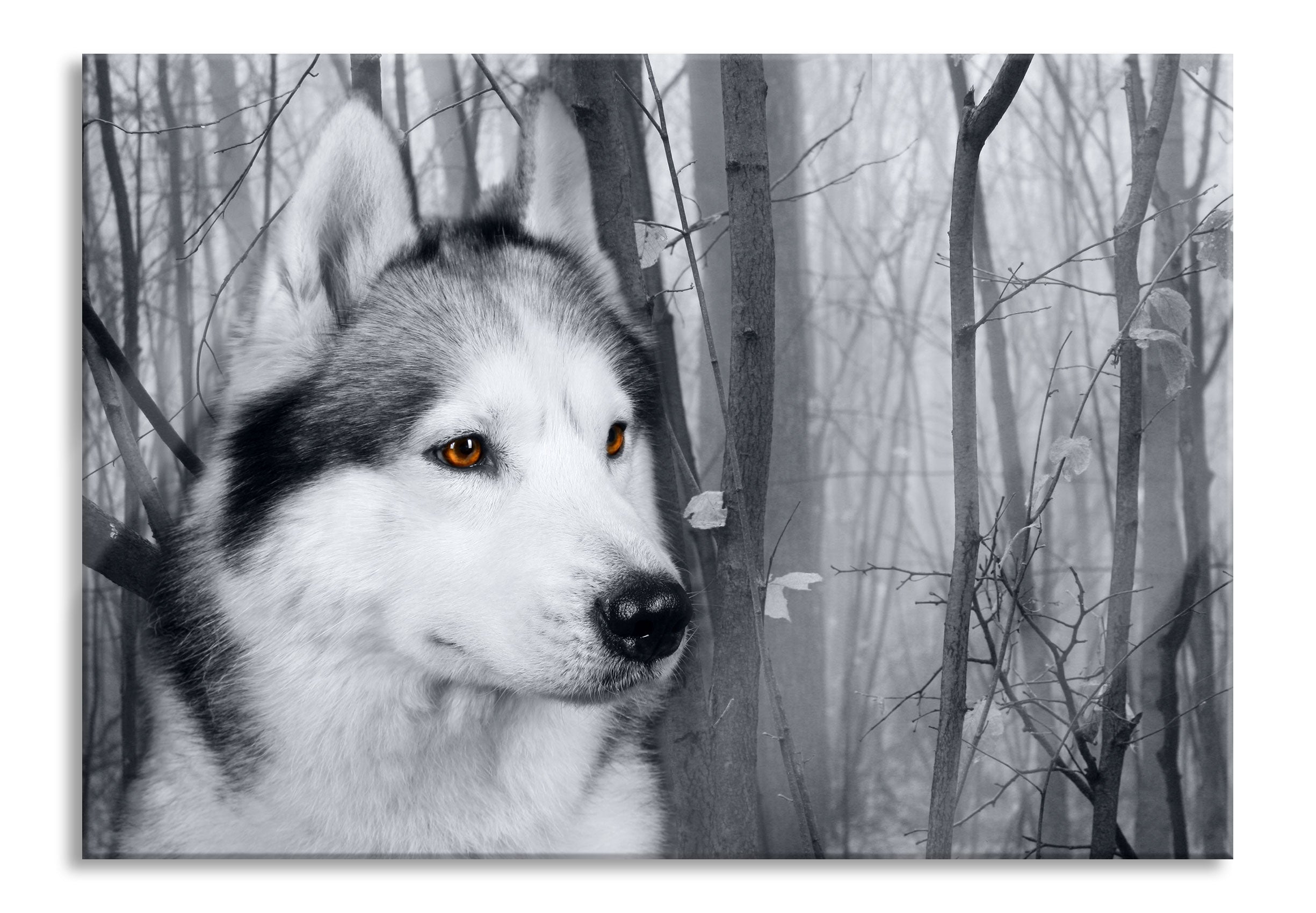 Wachsamer Husky, Glasbild