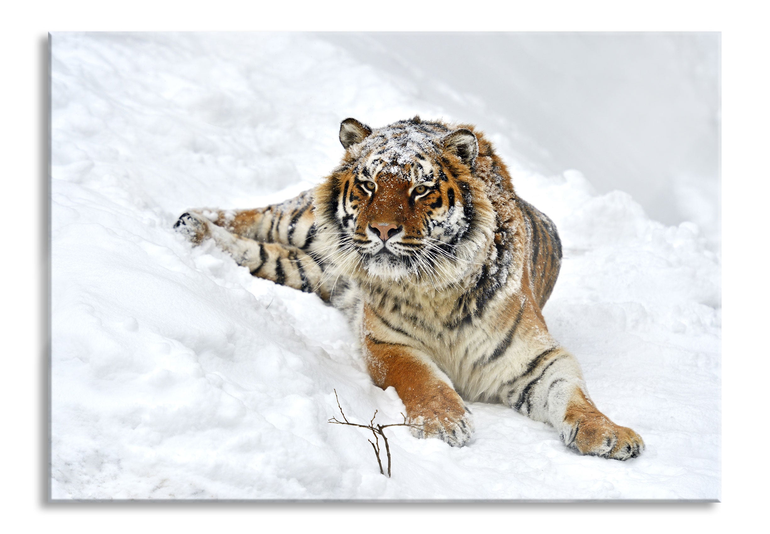 Amur Tiger im Schnee, Glasbild