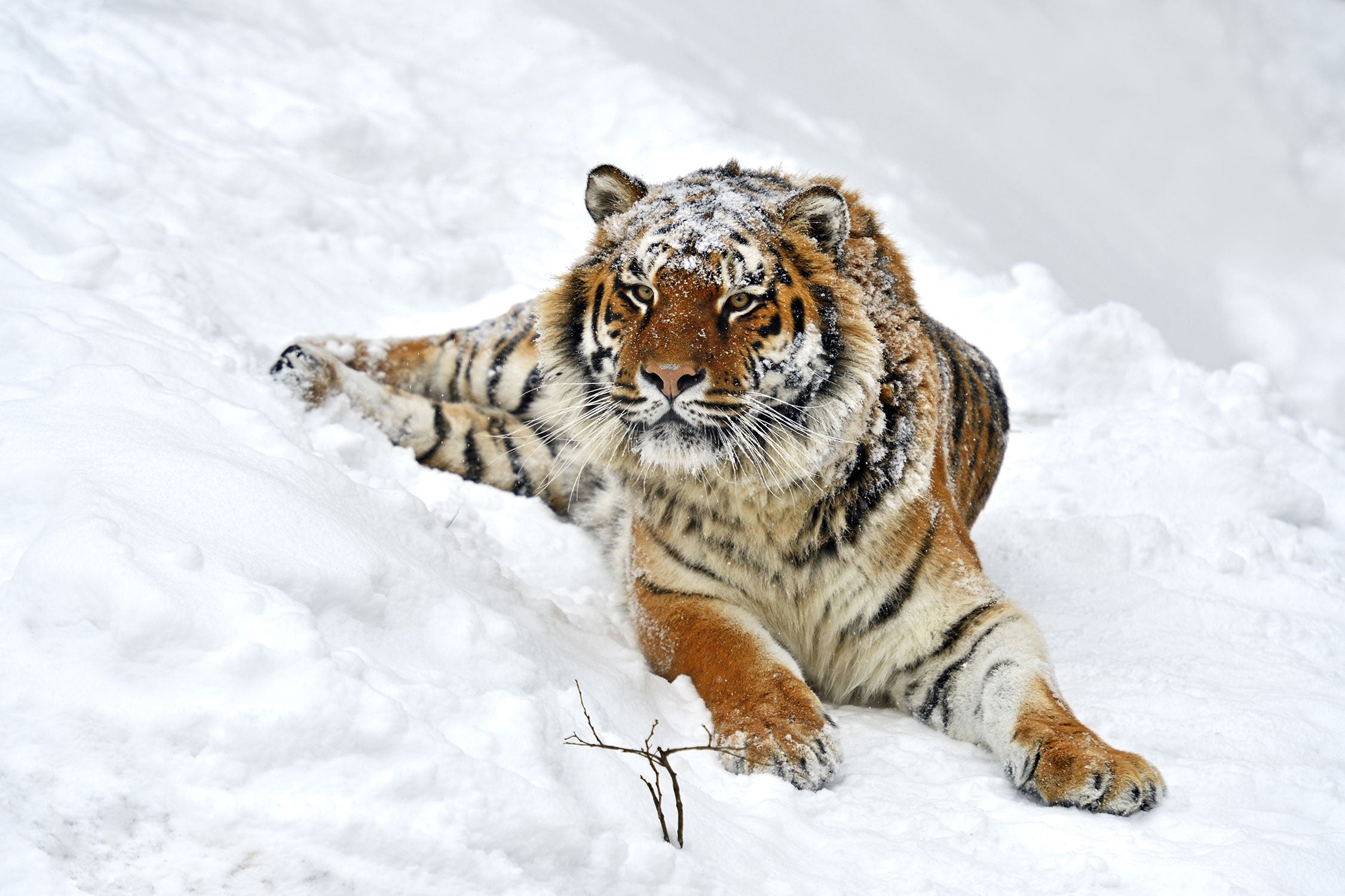 Amur Tiger im Schnee, Glasbild