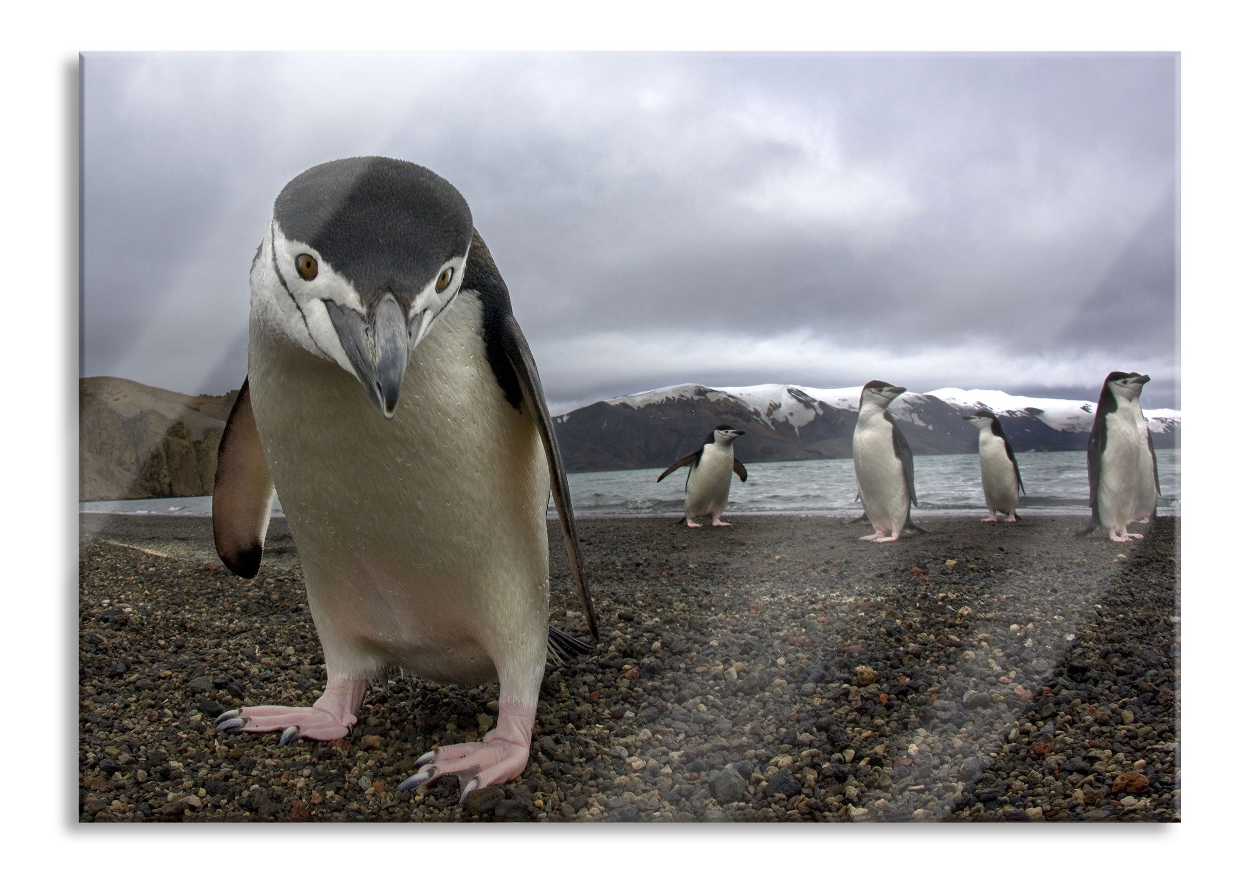 Lustige Pinguine, Glasbild