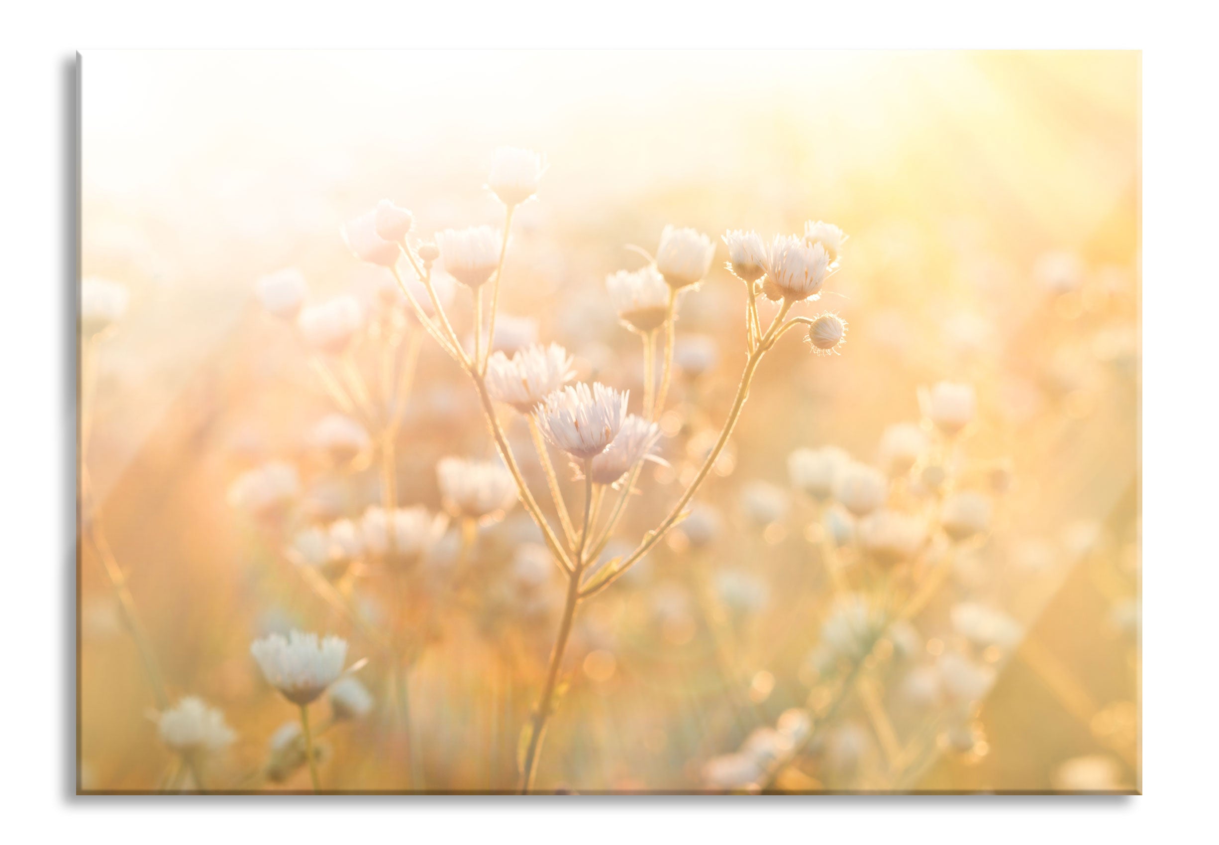 Romantische Blumenwiese, Glasbild