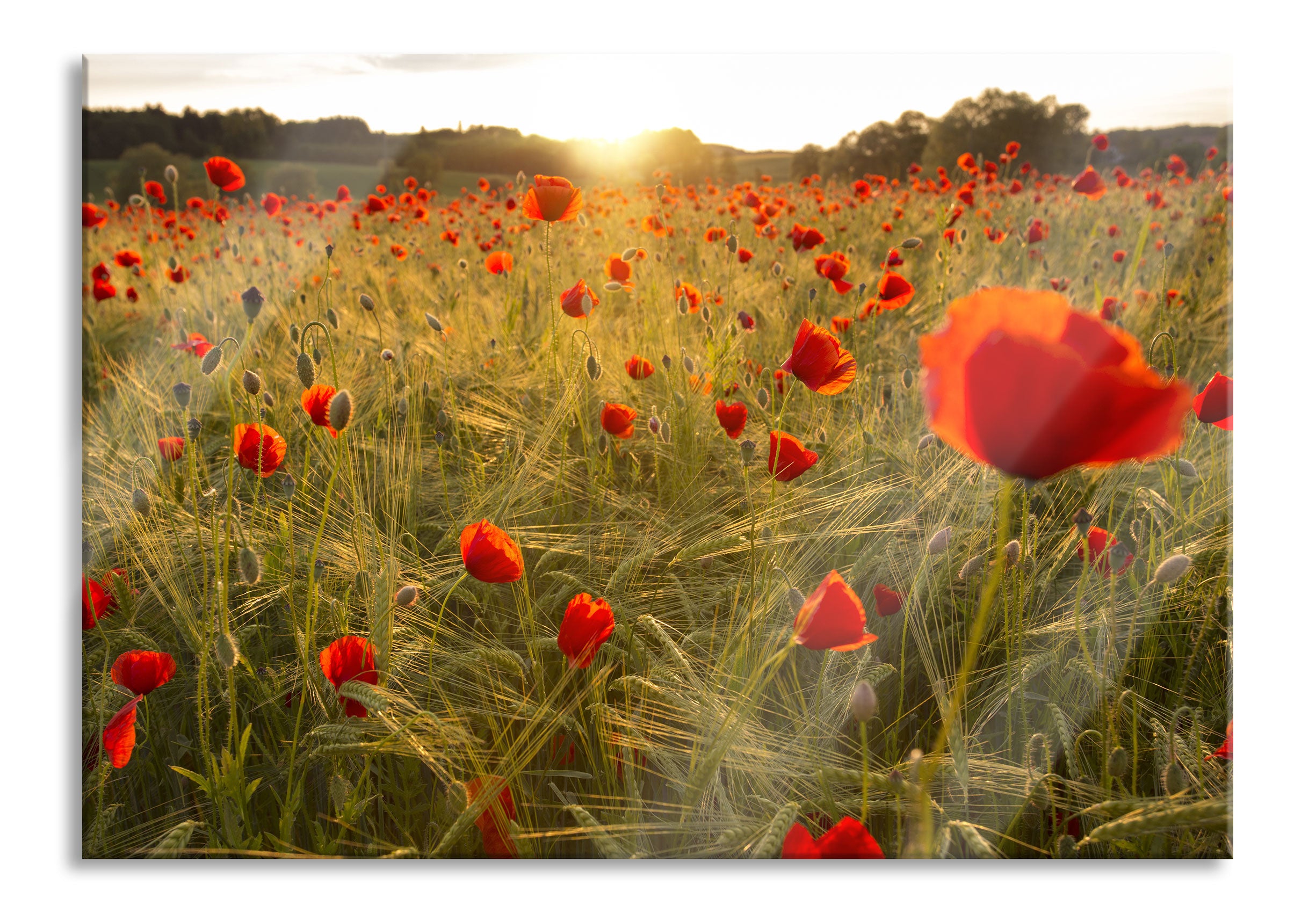 Mohnfeld bei Sonnenuntergang, Glasbild