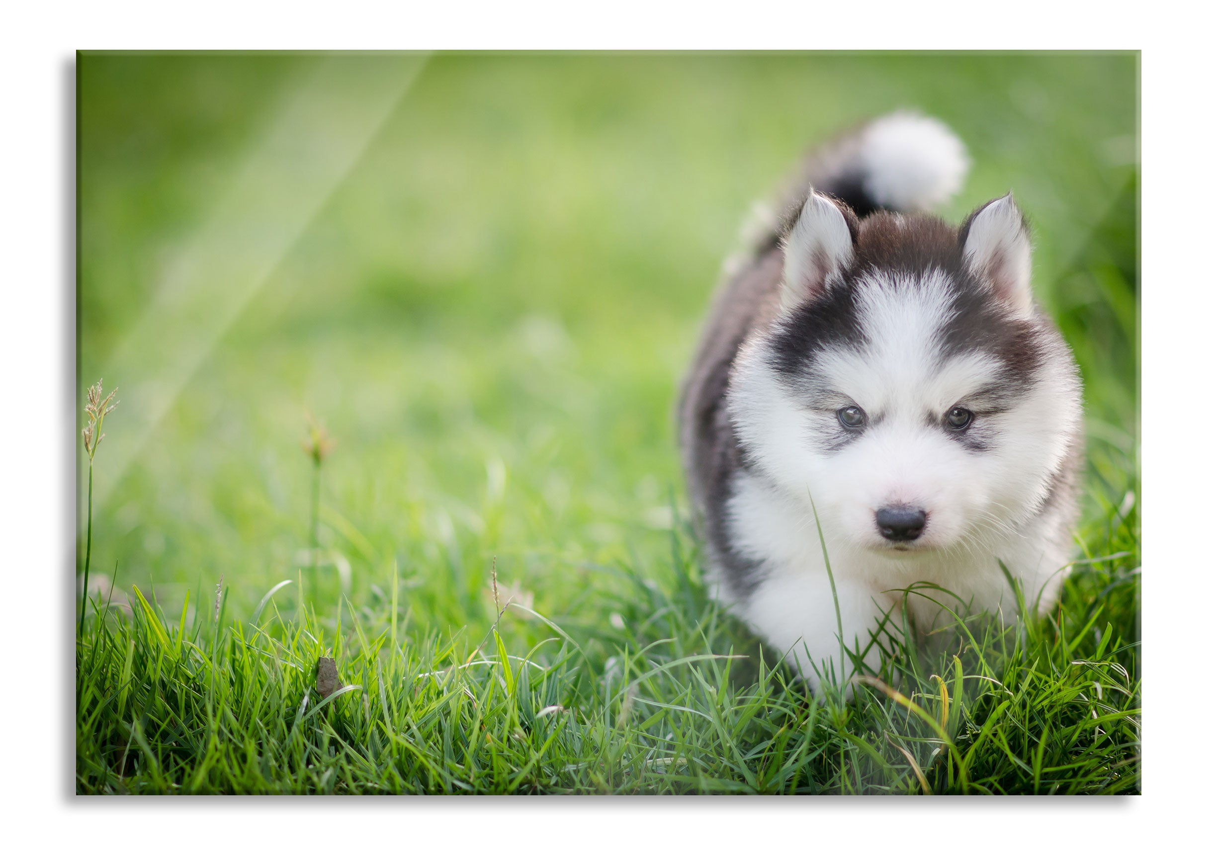 Bezaubernder Huskywelpe, Glasbild