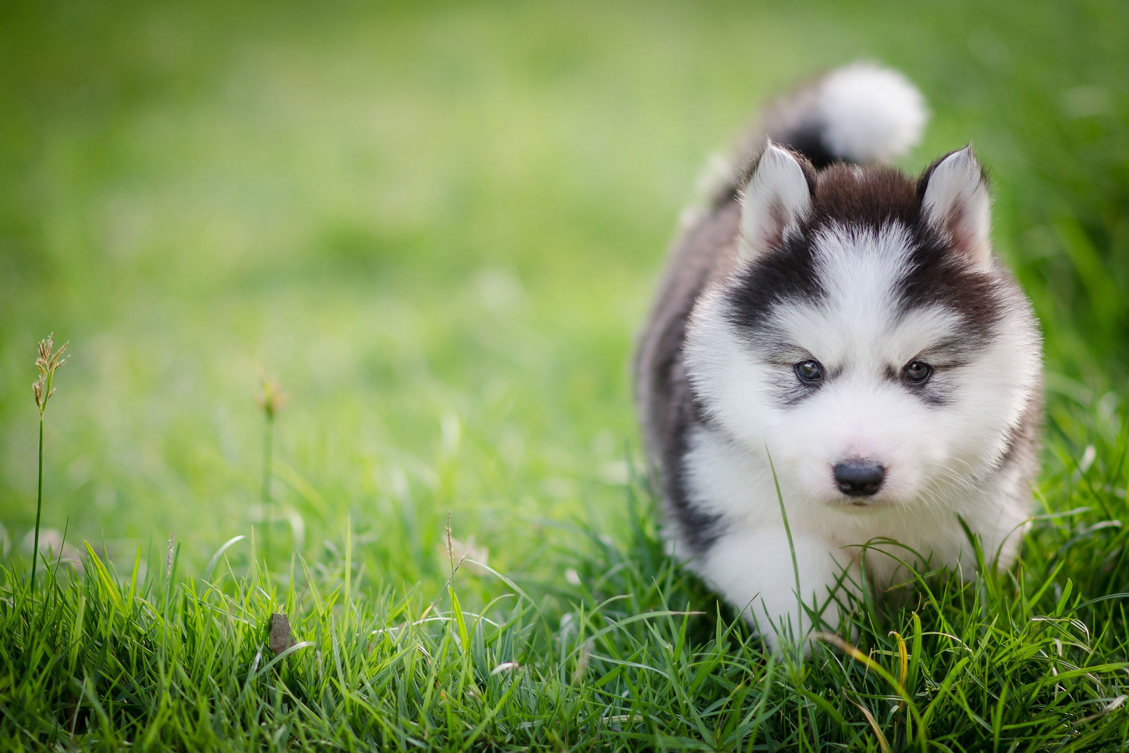 Bezaubernder Huskywelpe, Glasbild