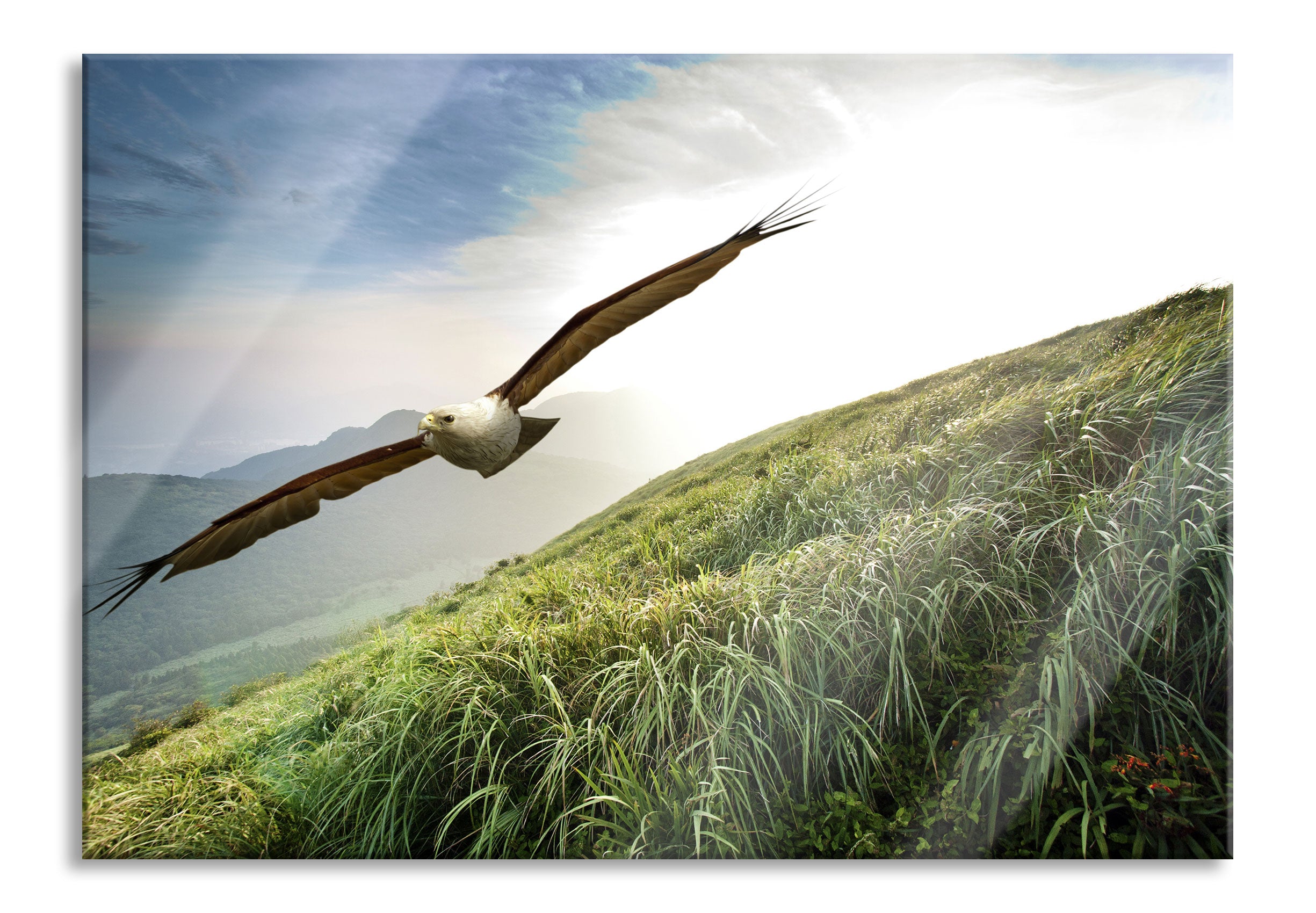 Majestätischer Weißkopfseeadler, Glasbild