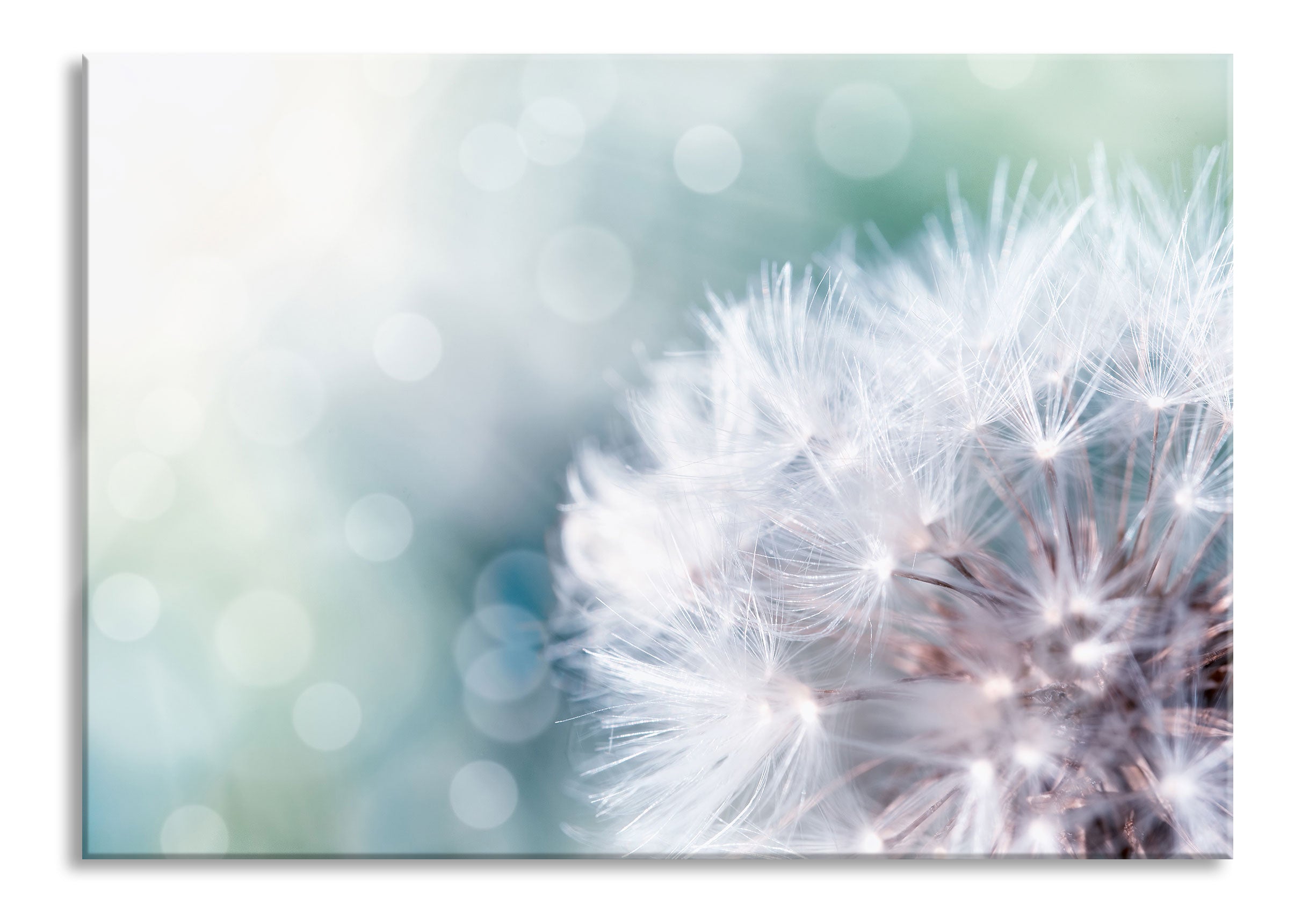 Zauberhafte Pusteblume, Glasbild